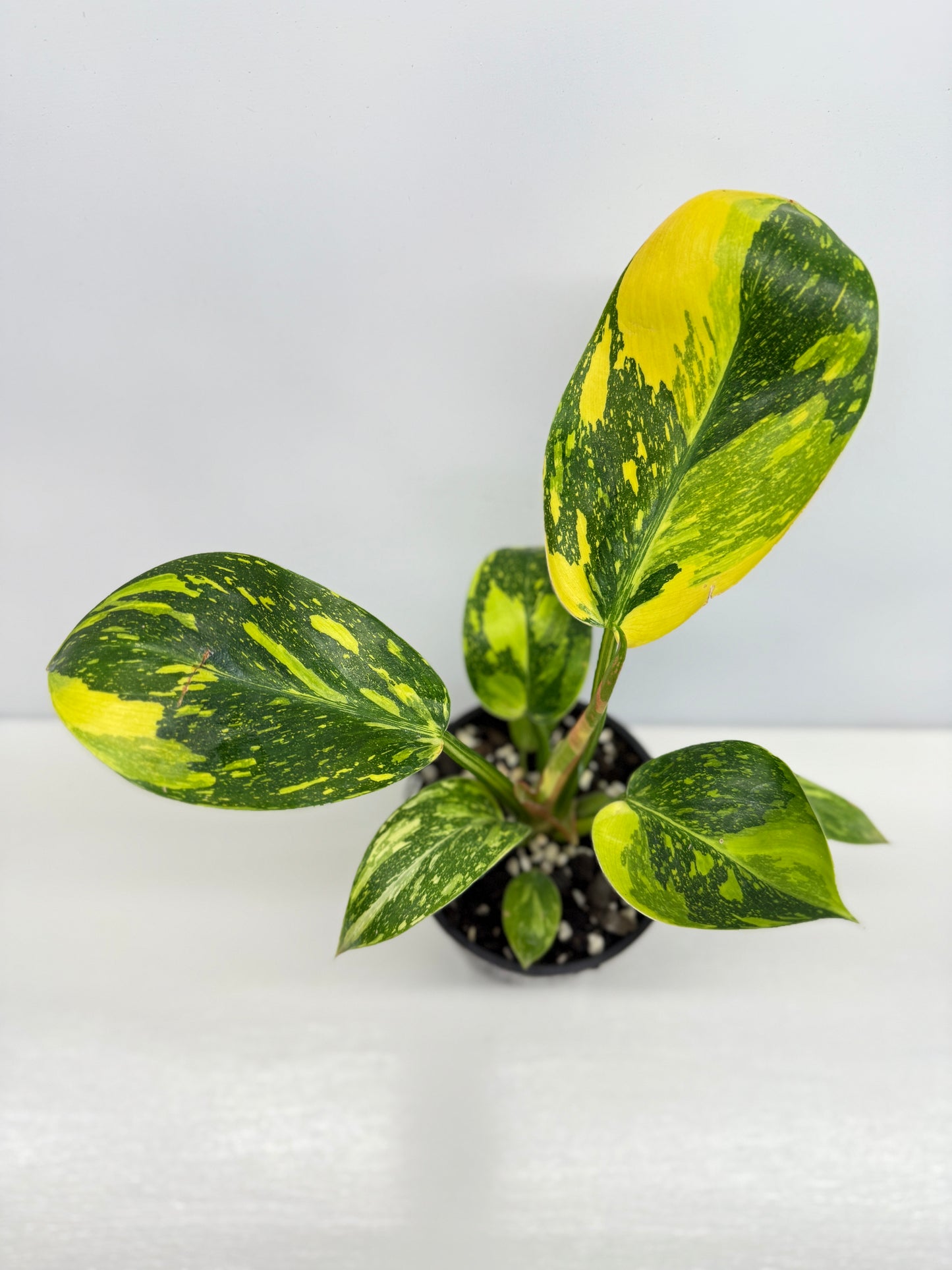 Philodendron Green Congo Nuclear - High Variegation Y2