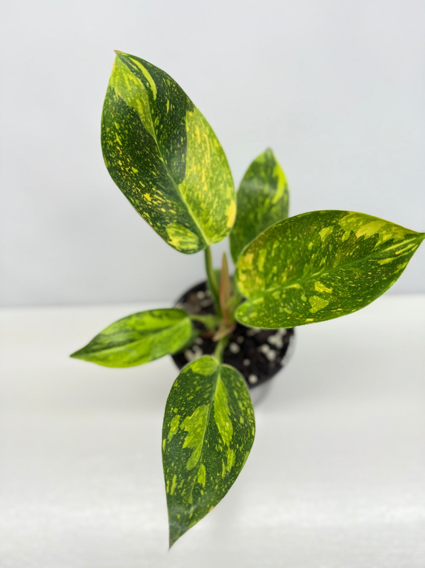 Philodendron Green Congo Nuclear Y3