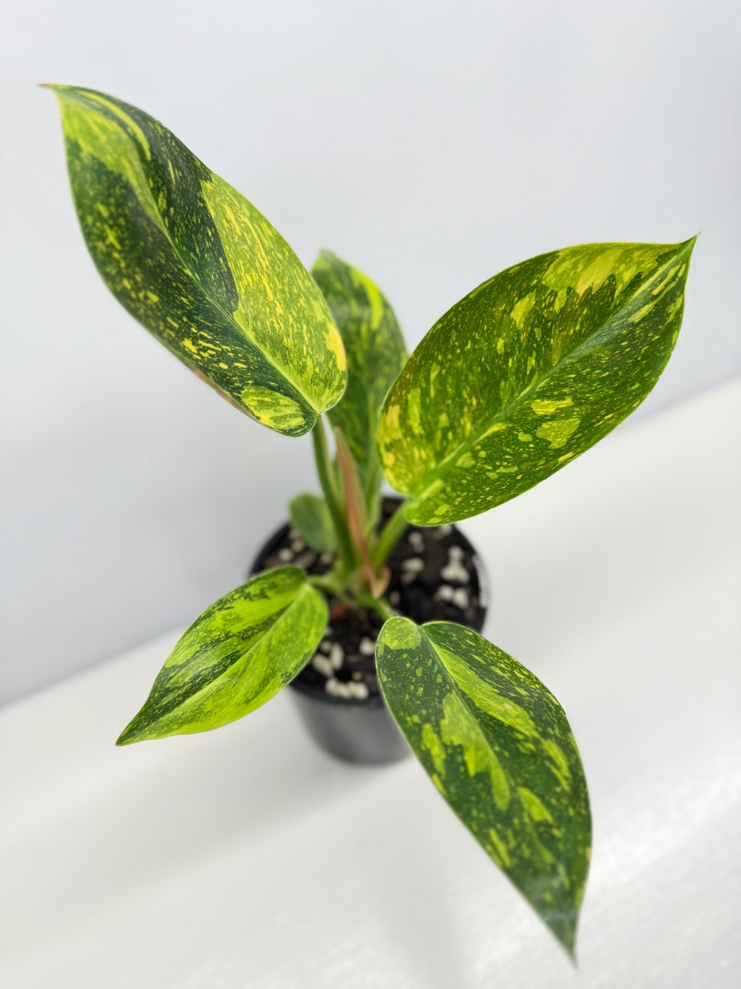 Philodendron Green Congo Nuclear Y3