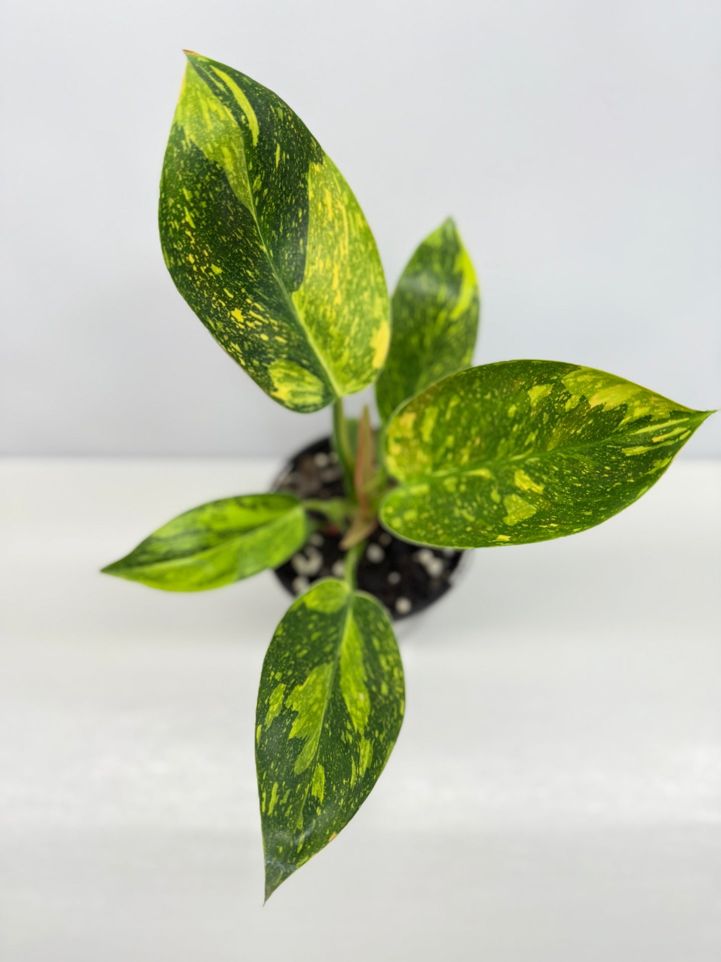 Philodendron Green Congo Nuclear Y3