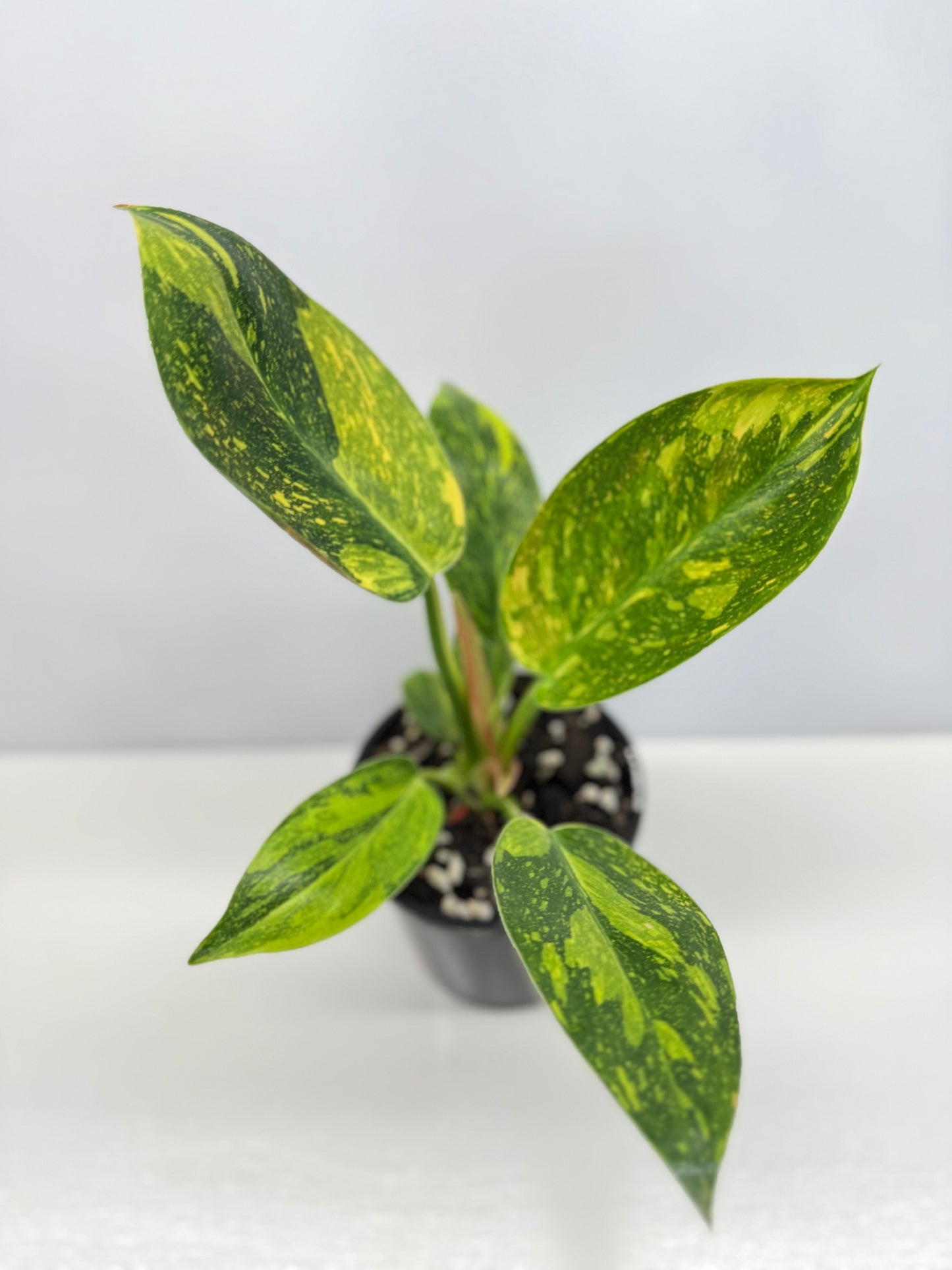 Philodendron Green Congo Nuclear Y3