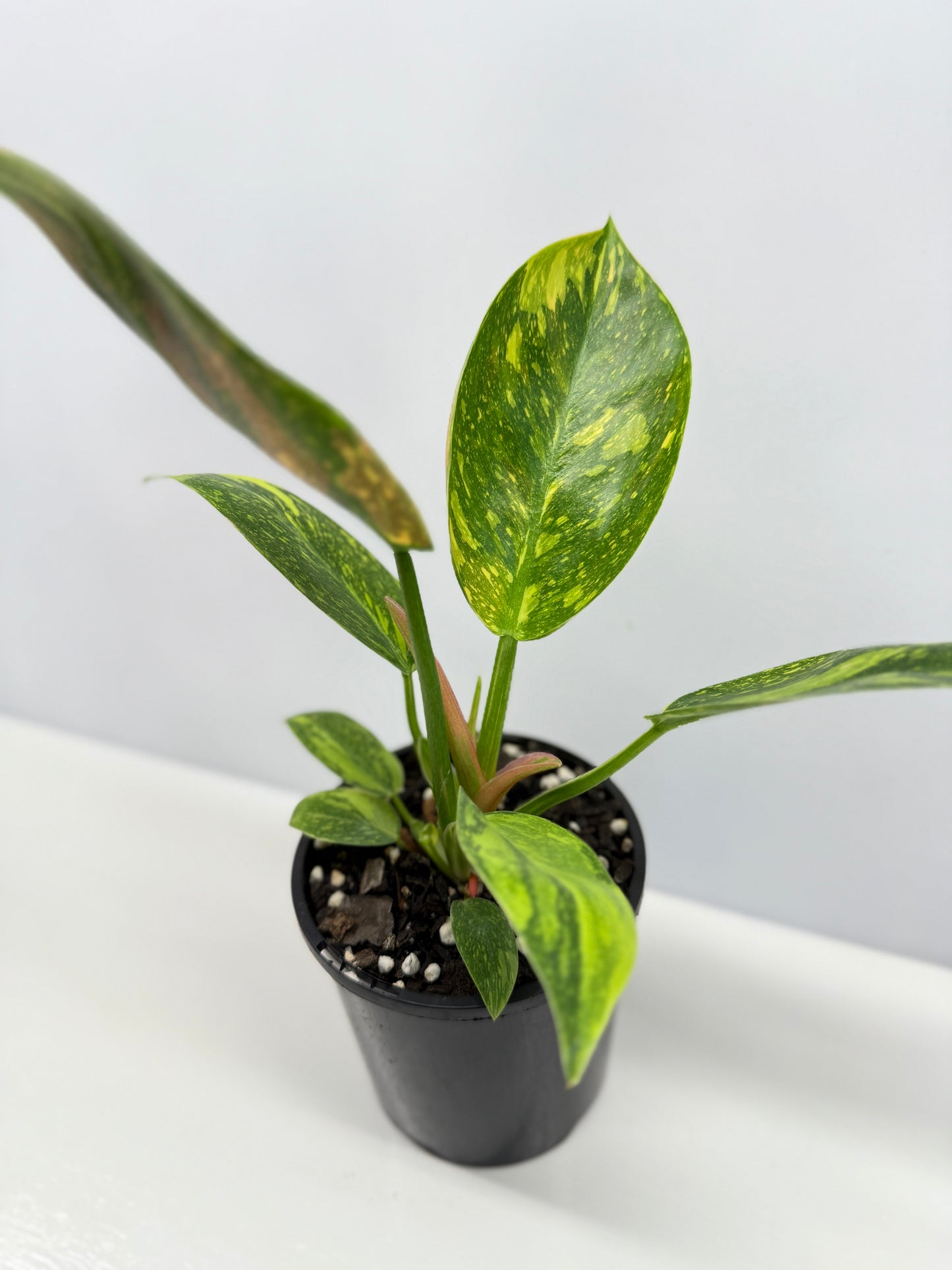 Philodendron Green Congo Nuclear Y3