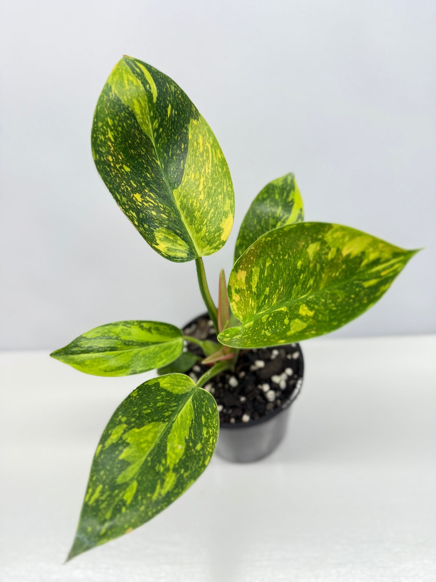 Philodendron Green Congo Nuclear Y3