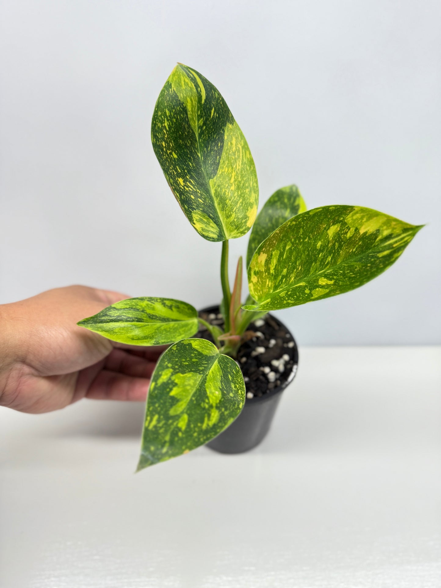 Philodendron Green Congo Nuclear Y3
