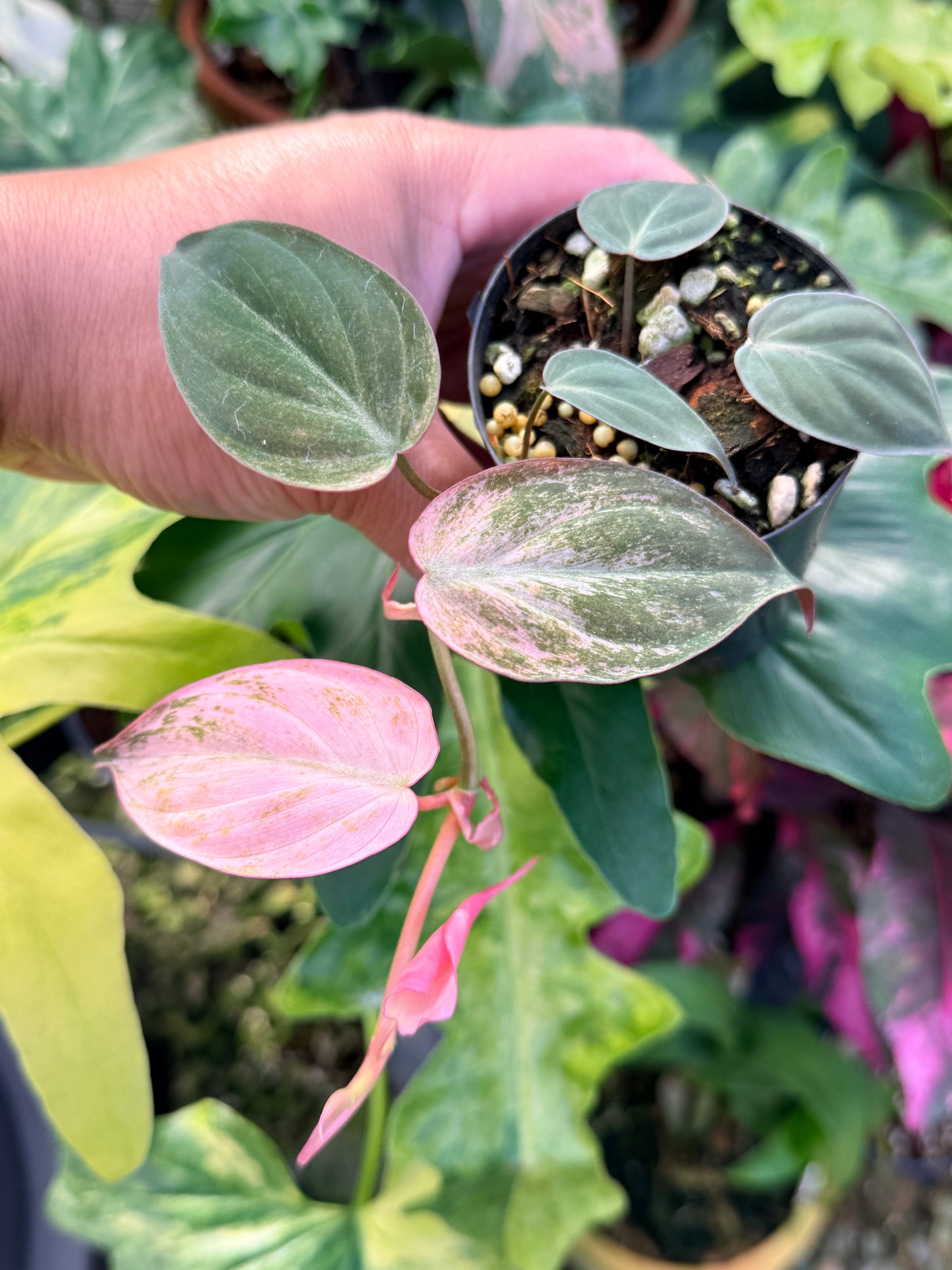 Philodendron 'Micans Pink Mint Variegata' Q21