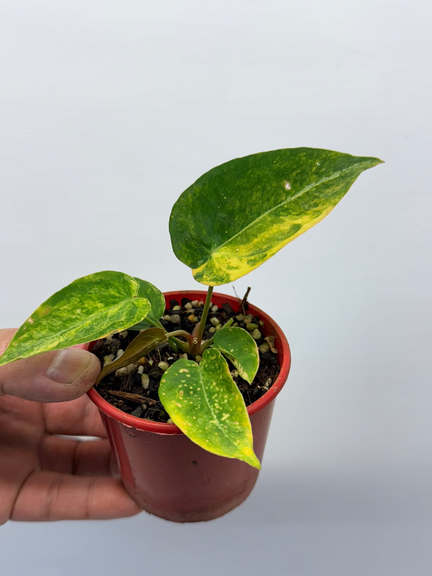 Anthurium Variegated Forgetii Hybrid P76