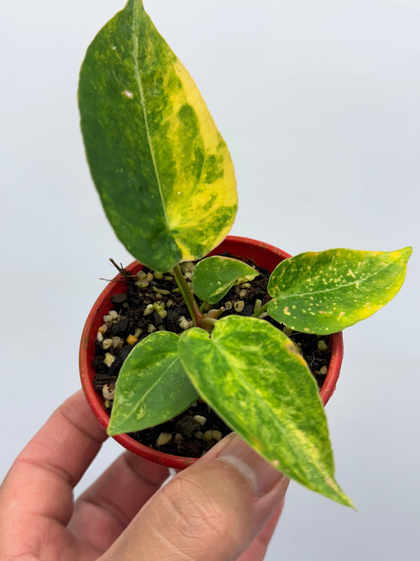 Anthurium Variegated Forgetii Hybrid P76