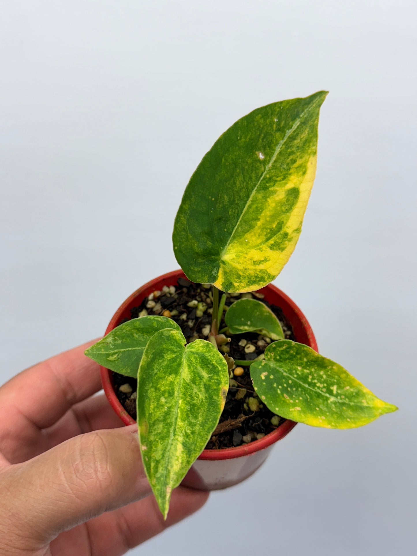 Anthurium Variegated Forgetii Hybrid P76