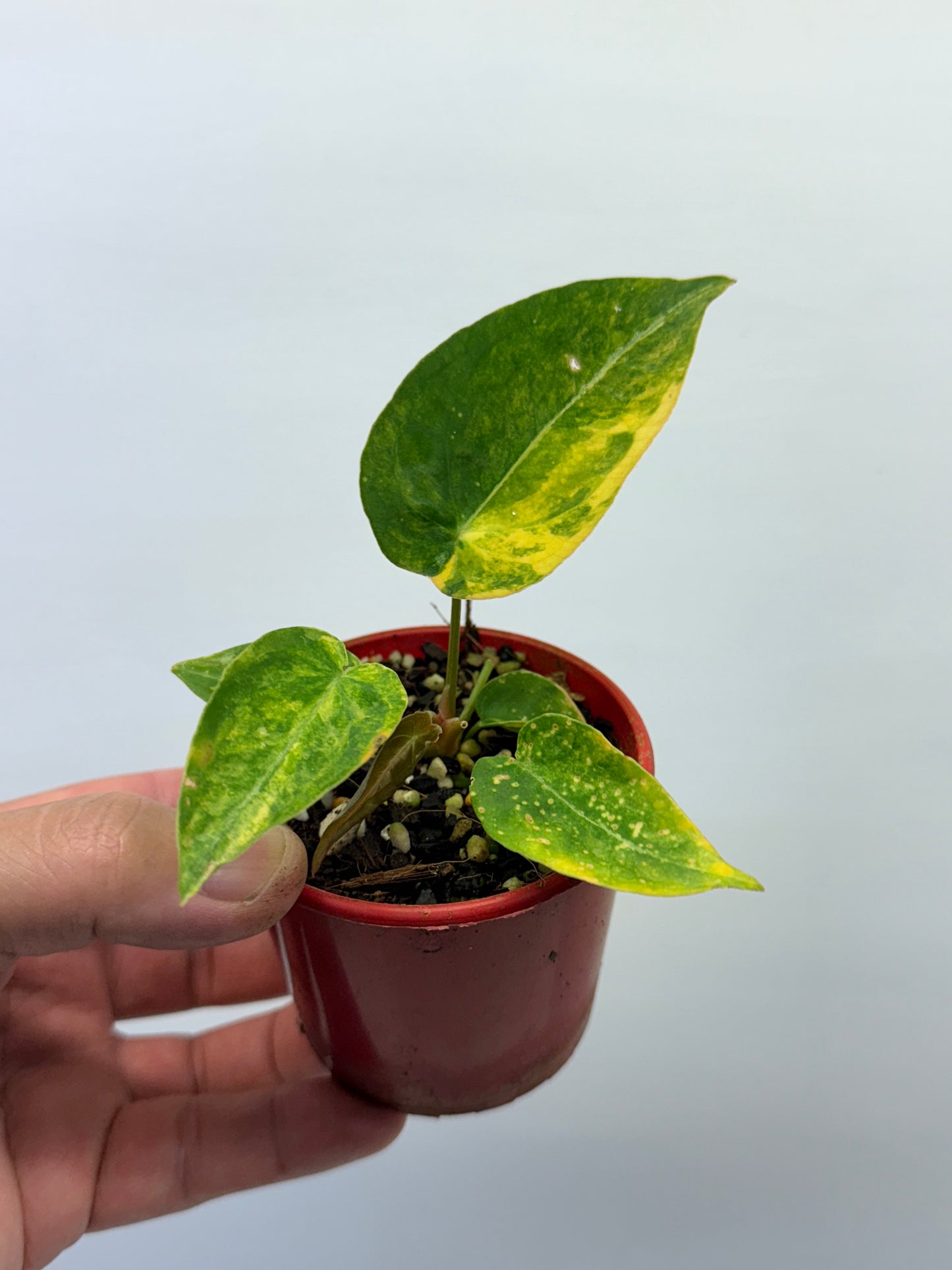Anthurium Variegated Forgetii Hybrid P76