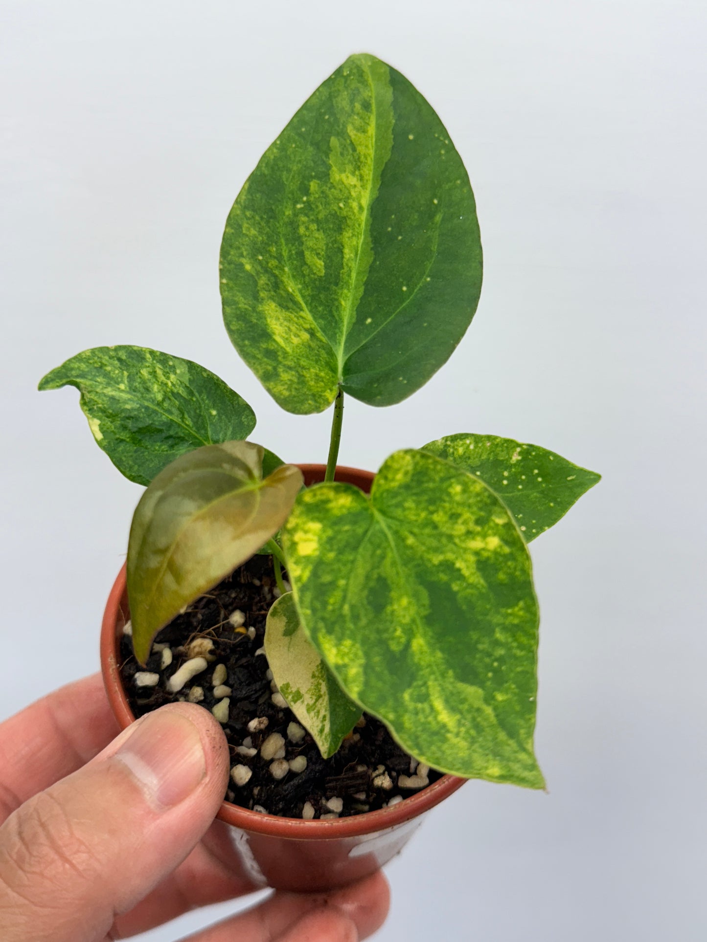 Anthurium Variegated Forgetii Hybrid P77