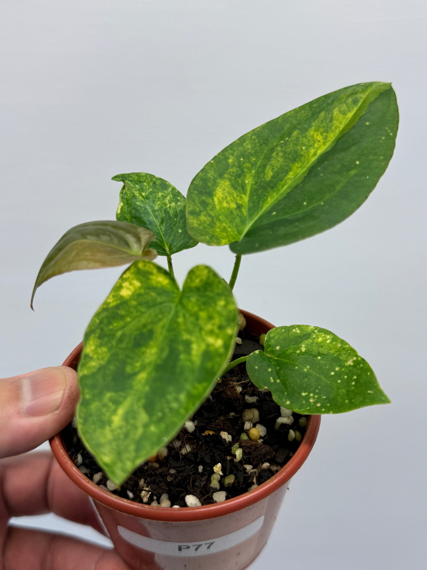 Anthurium Variegated Forgetii Hybrid P77