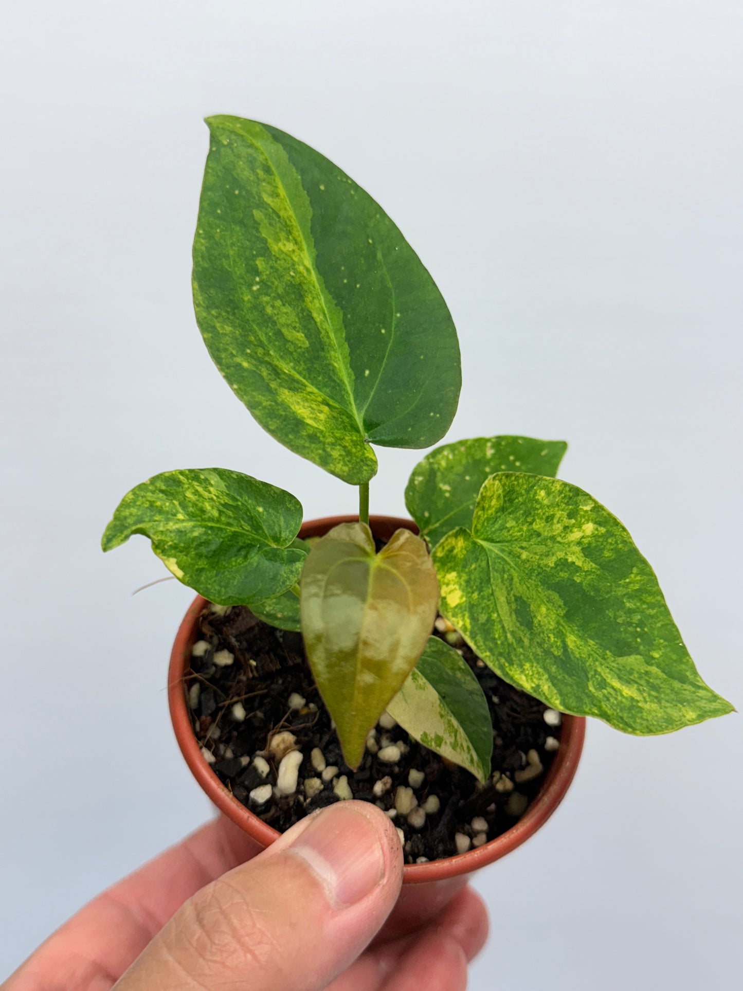 Anthurium Variegated Forgetii Hybrid P77