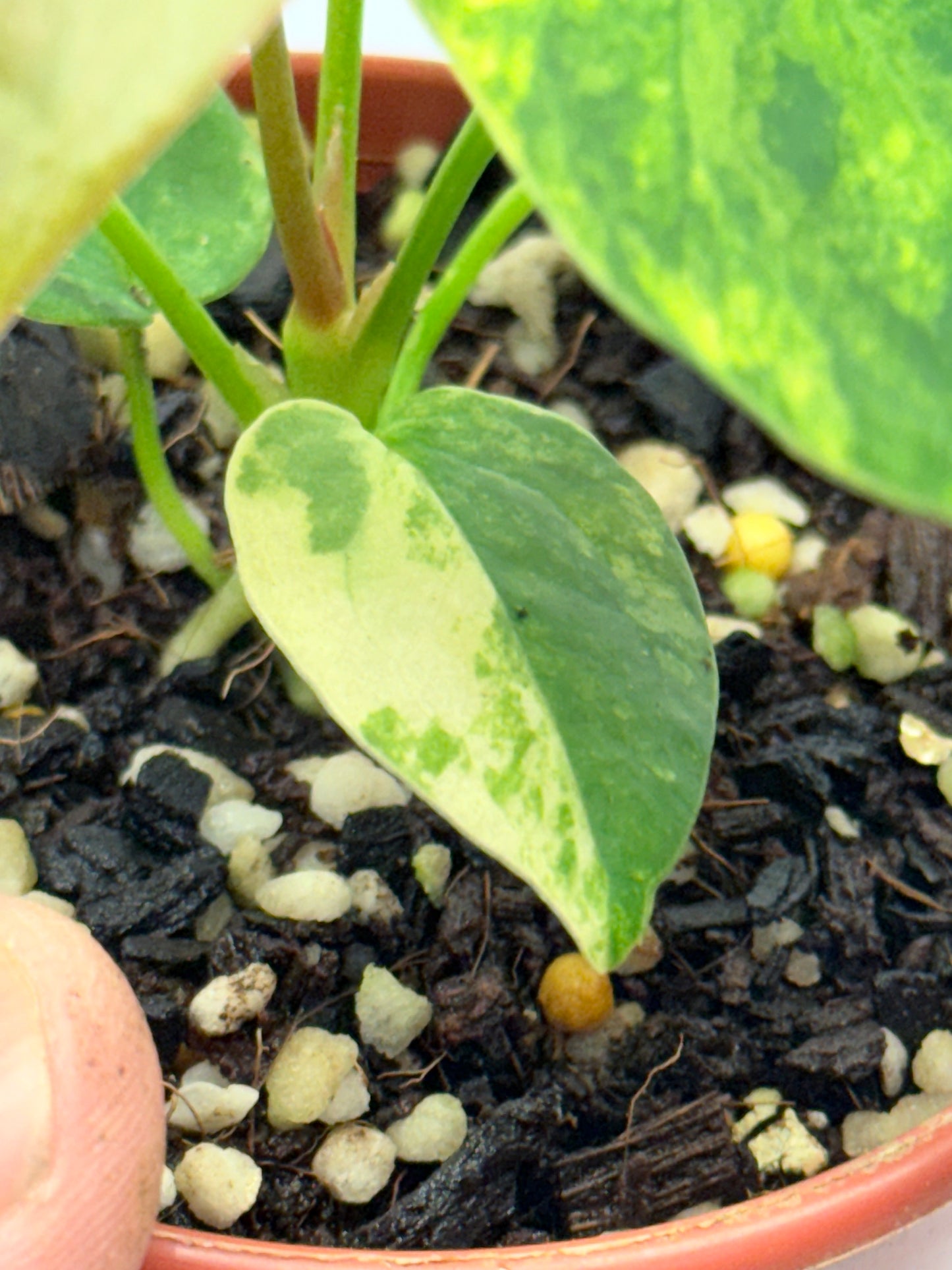 Anthurium Variegated Forgetii Hybrid P77