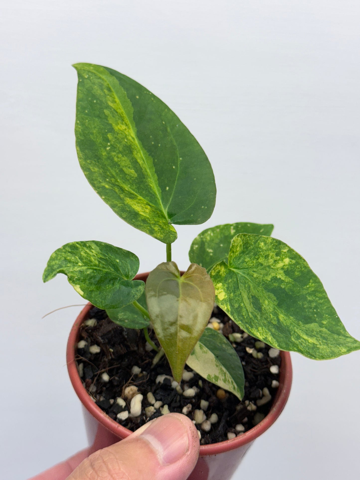 Anthurium Variegated Forgetii Hybrid P77