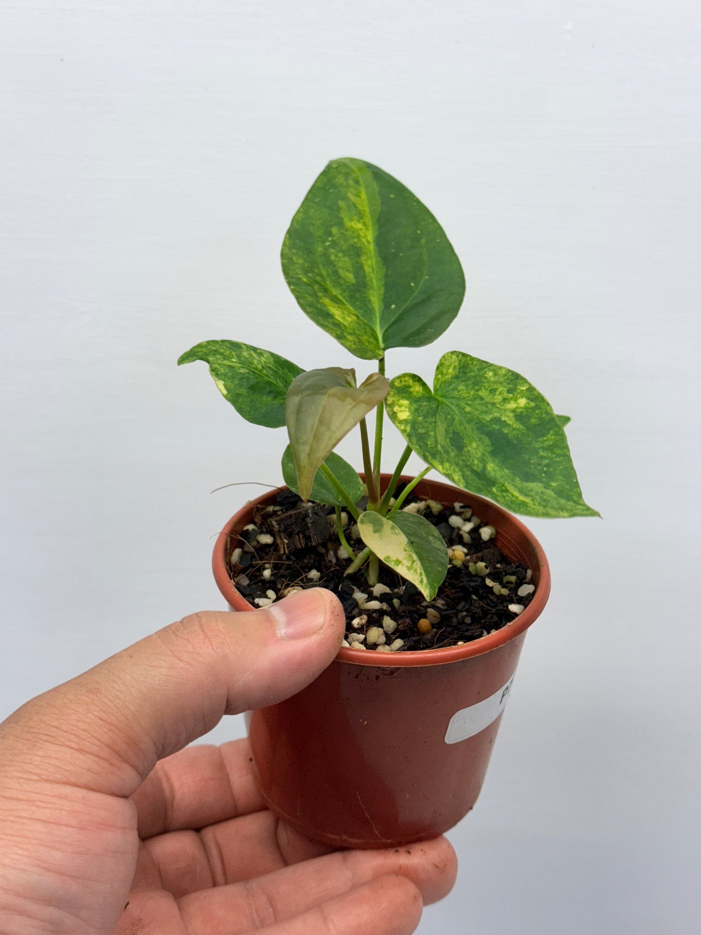 Anthurium Variegated Forgetii Hybrid P77