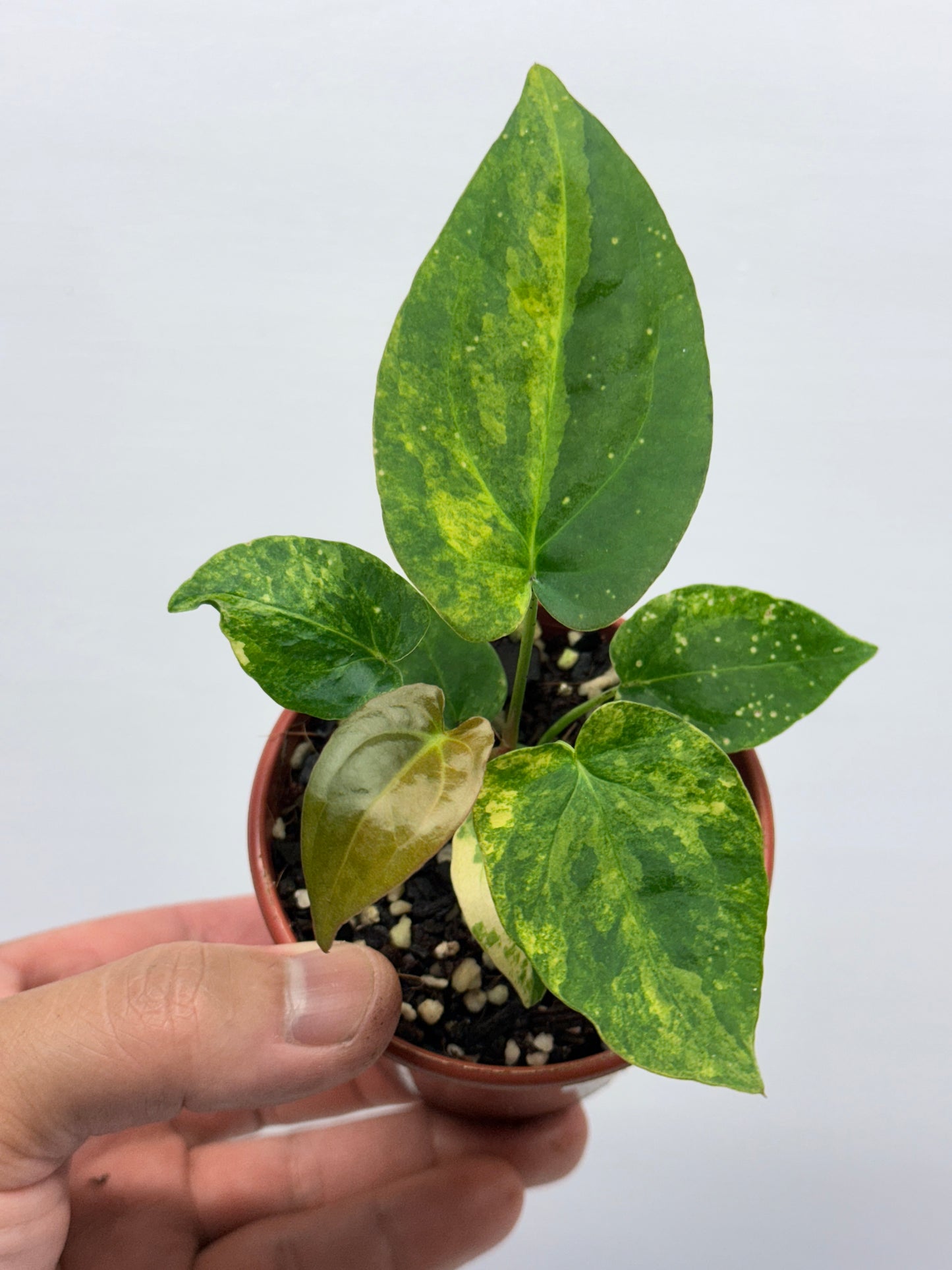 Anthurium Variegated Forgetii Hybrid P77