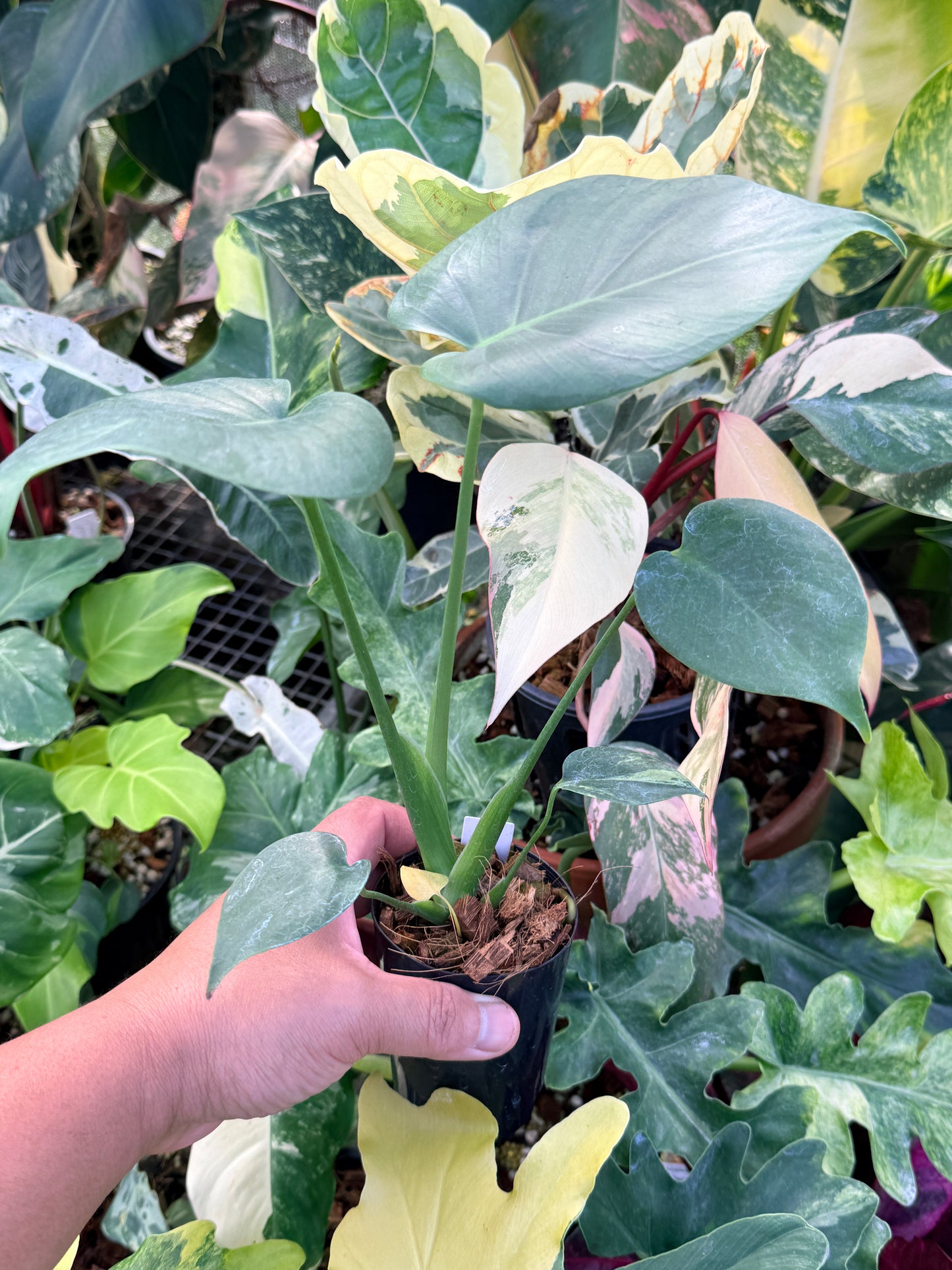 Monstera Deliciosa Q23