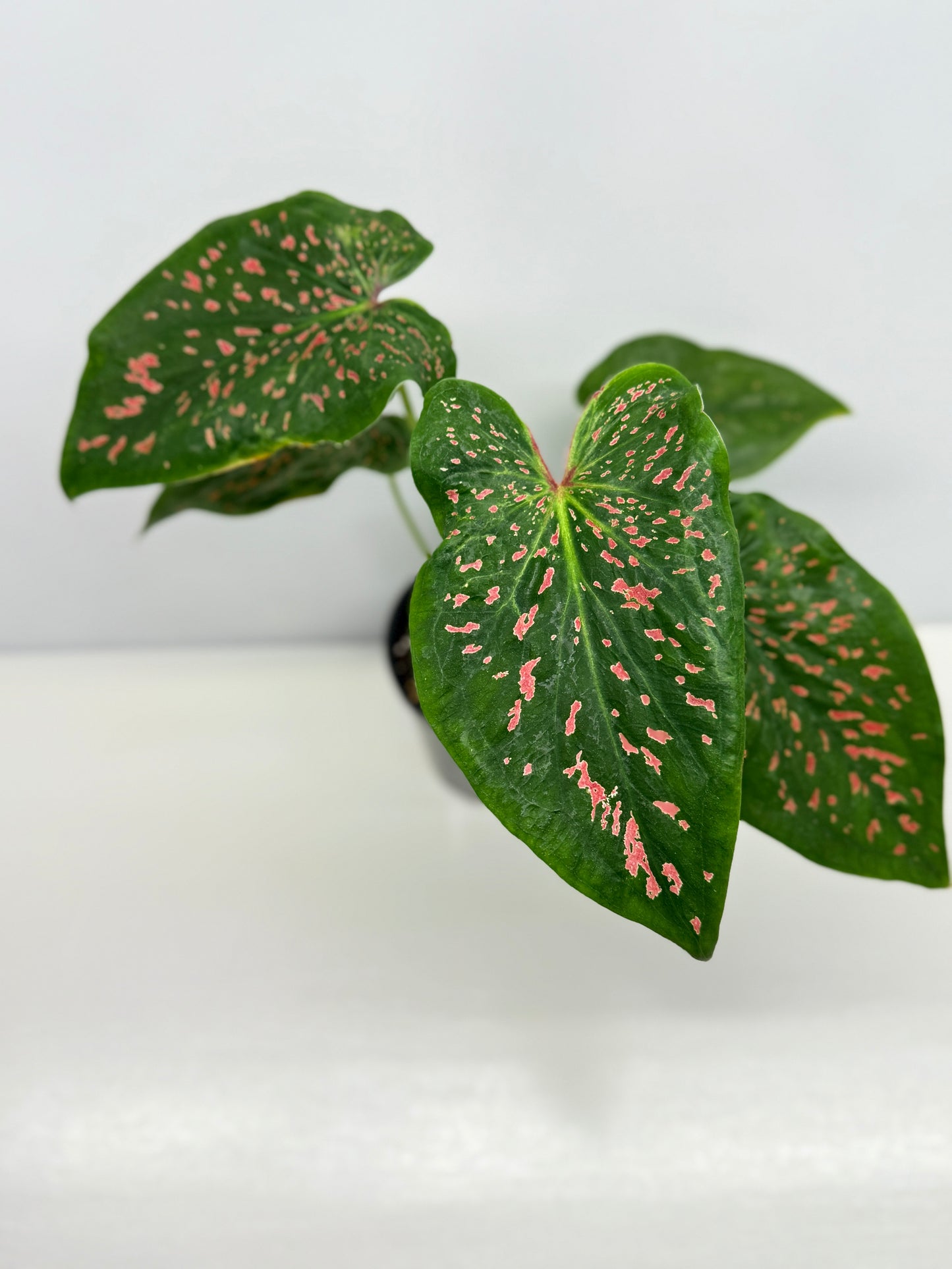 Caladium Thousand Stars - New Release Y9