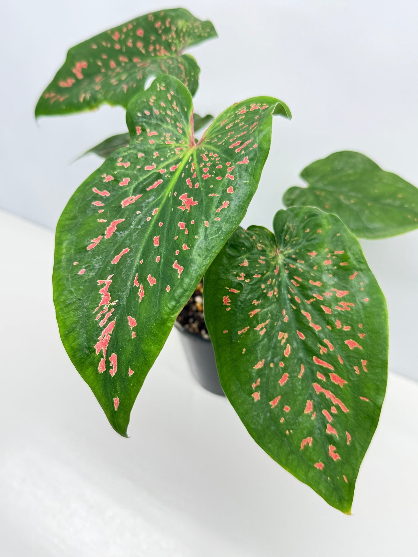 Caladium Thousand Stars - New Release Y9