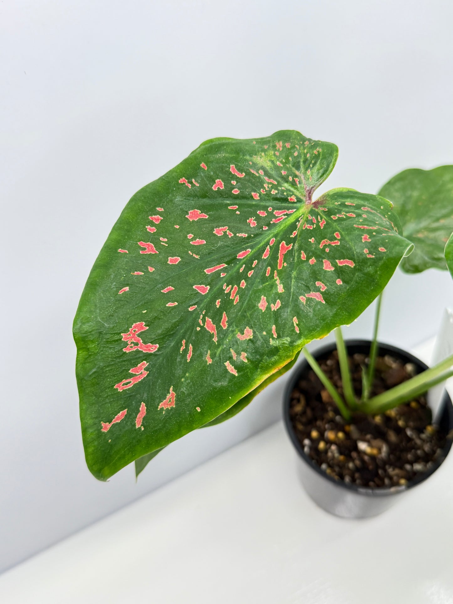 Caladium Thousand Stars - New Release Y9