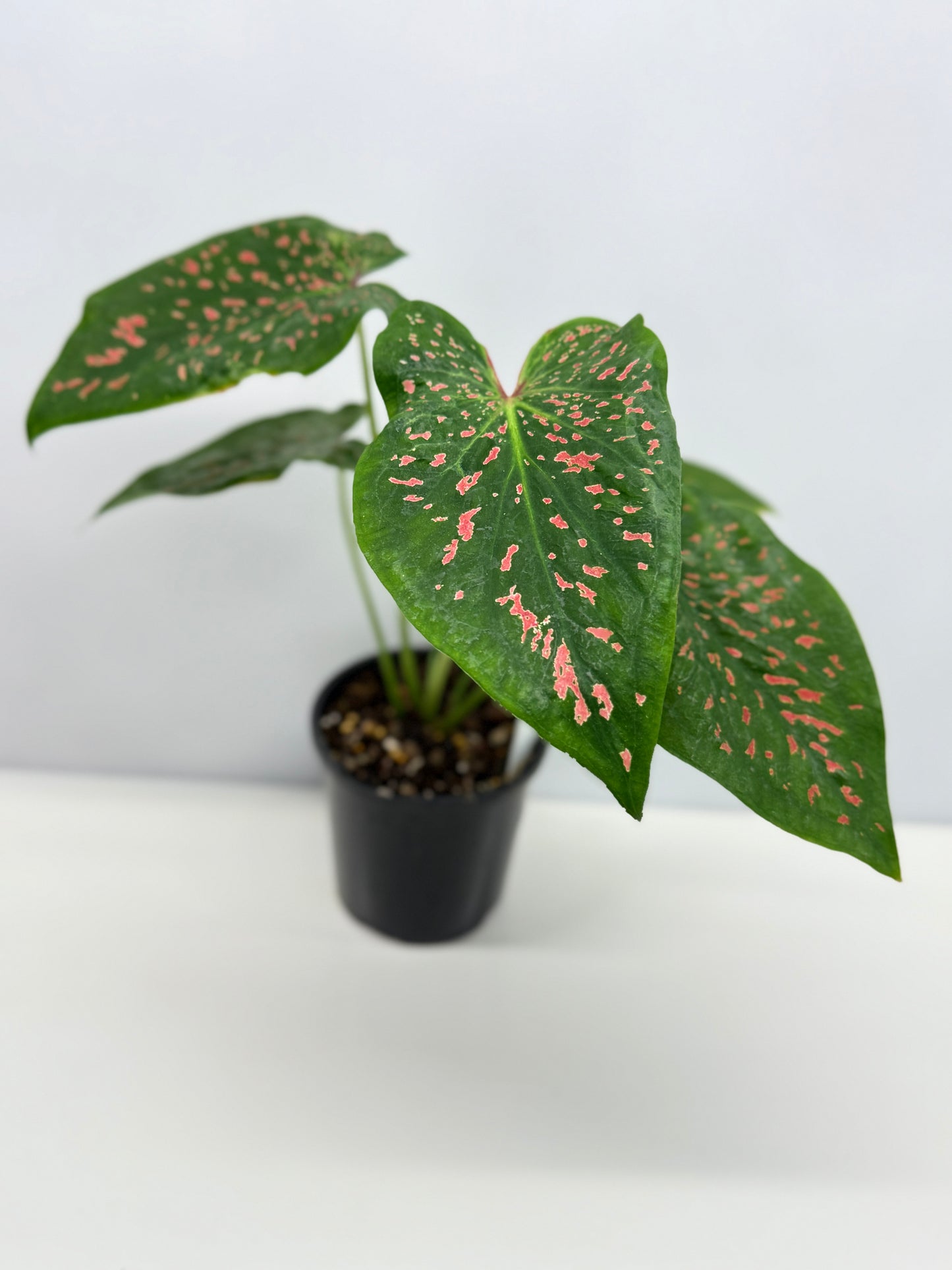 Caladium Thousand Stars - New Release Y9