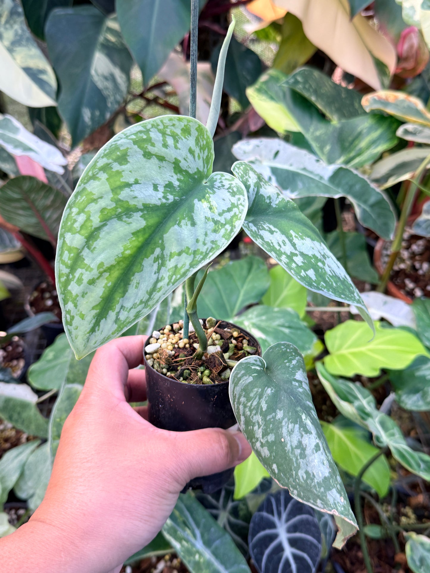 Scindapsus 'Pictus Mayari Aurea' B14