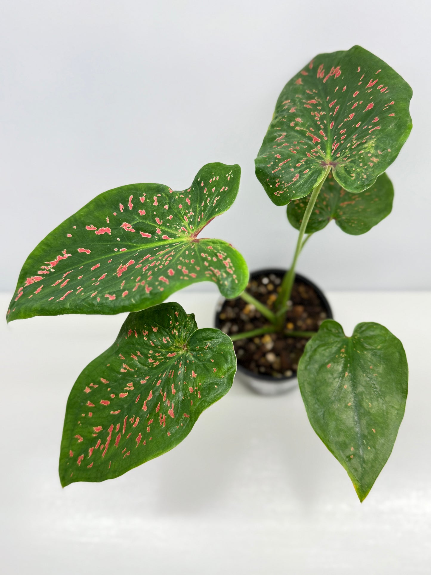 Caladium Thousand Stars - New Release Y9