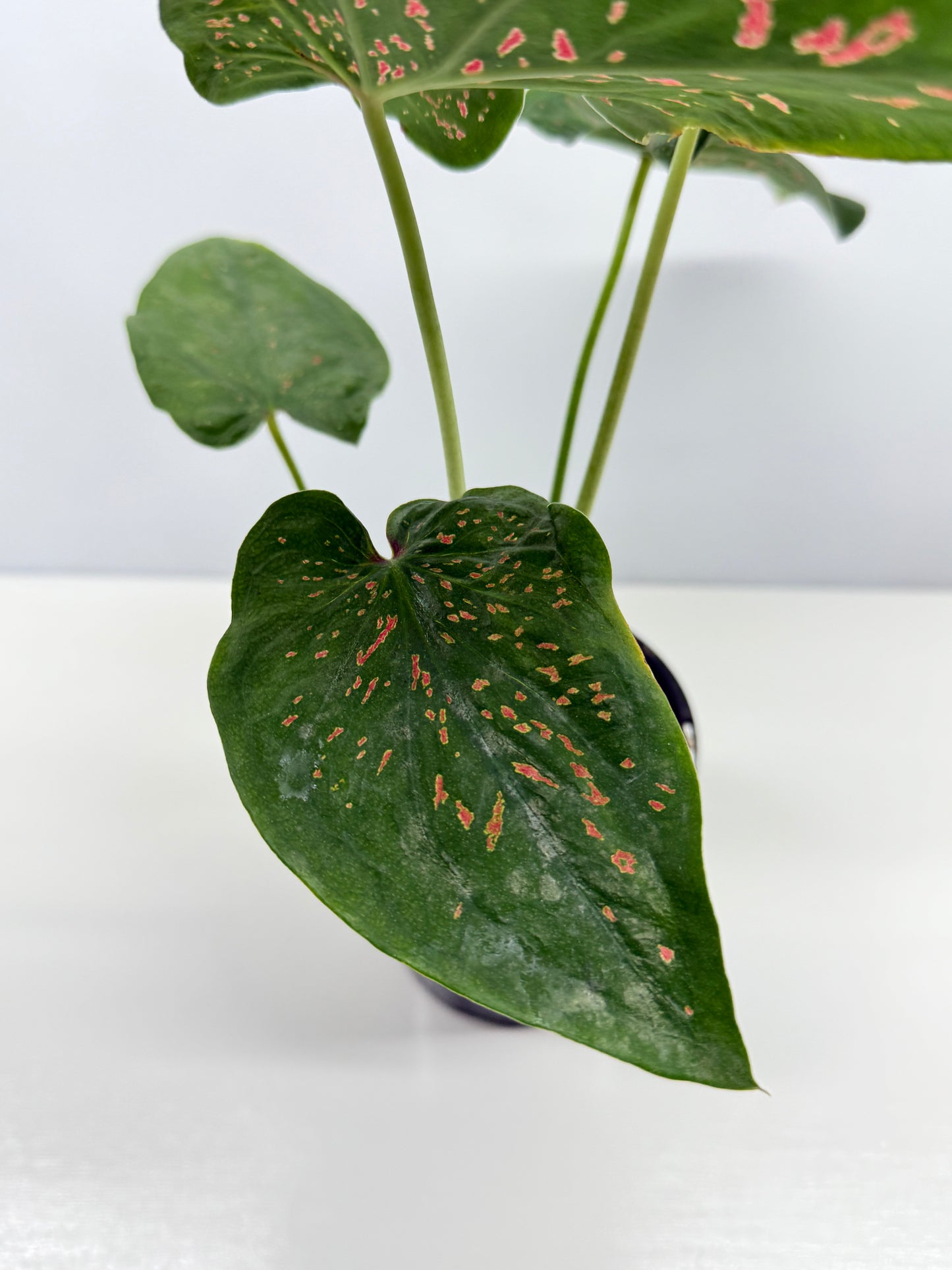 Caladium Thousand Stars - New Release Y9