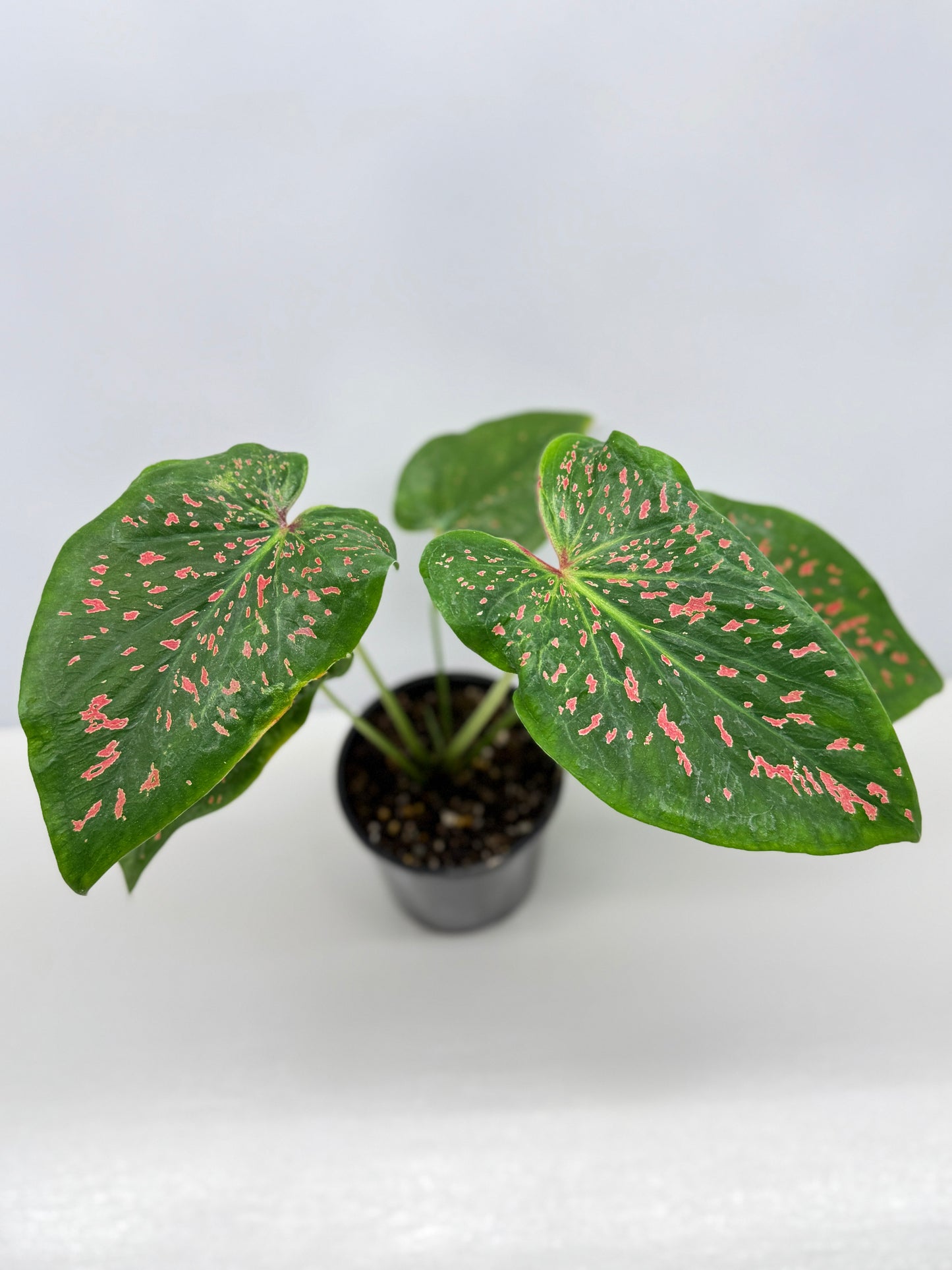 Caladium Thousand Stars - New Release Y9