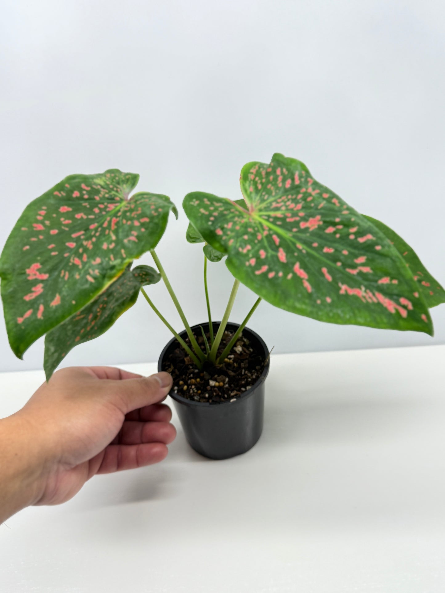 Caladium Thousand Stars - New Release Y9