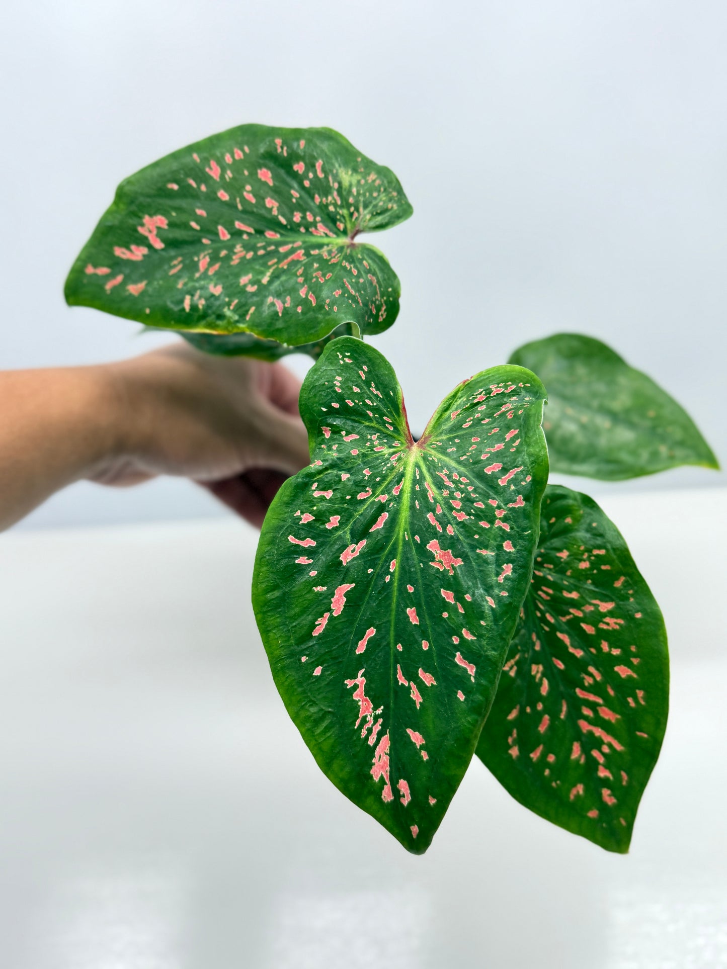 Caladium Thousand Stars - New Release Y9