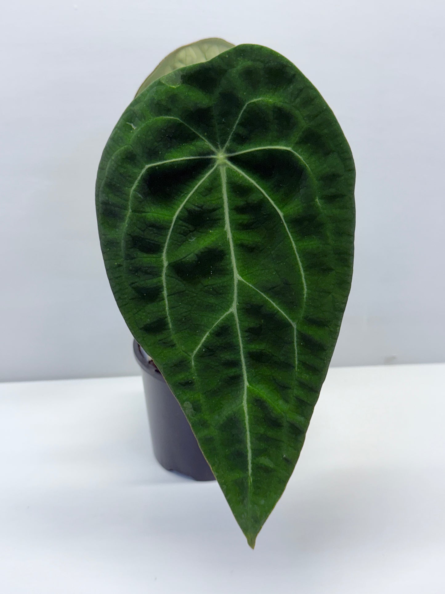 Anthurium Forgetii Long Dark Form Hybrid - Rarely Offered P80