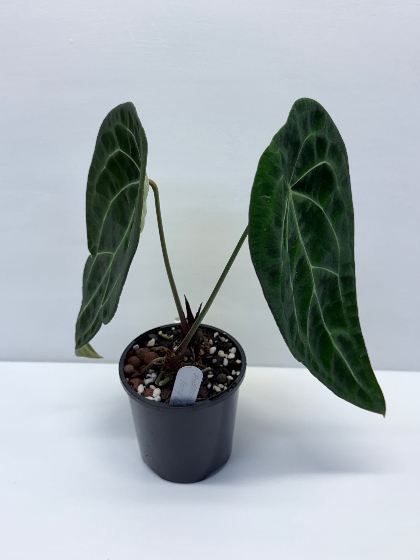 Anthurium Forgetii Long Dark Form Hybrid - Rarely Offered P80