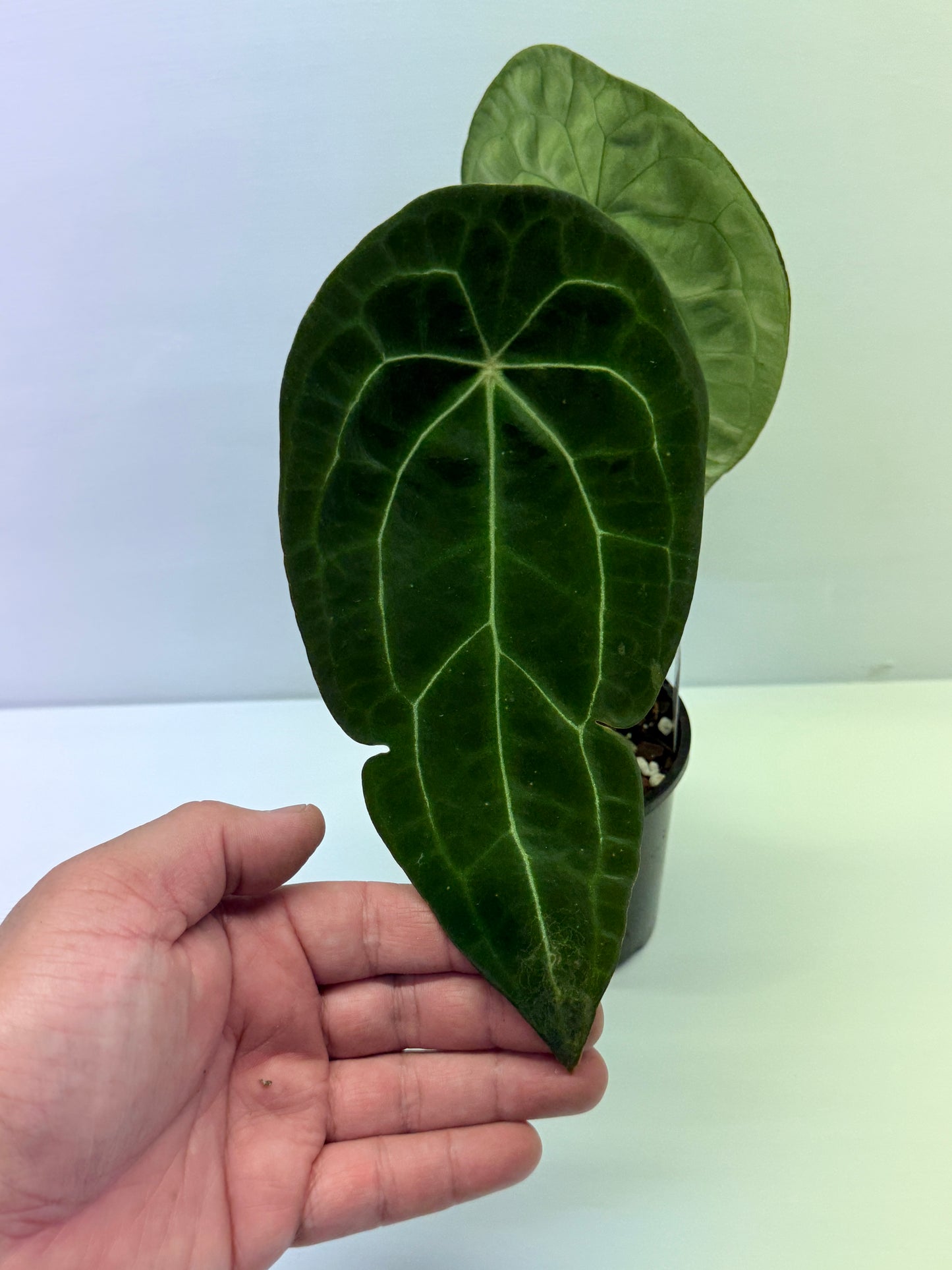 Anthurium Forgetii Long Dark Form Hybrid - Rarely Offered P80