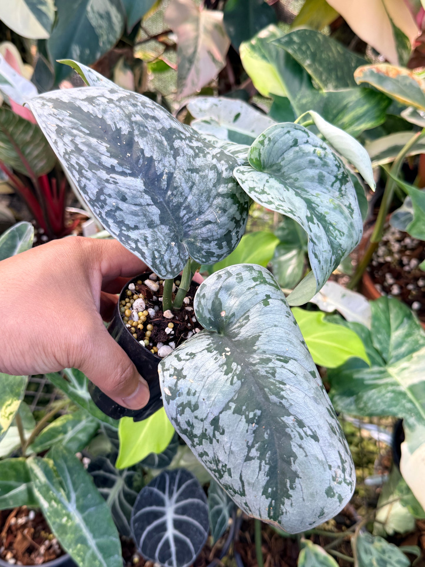 Scindapsus 'Pictus Mayari Aurea' Q37