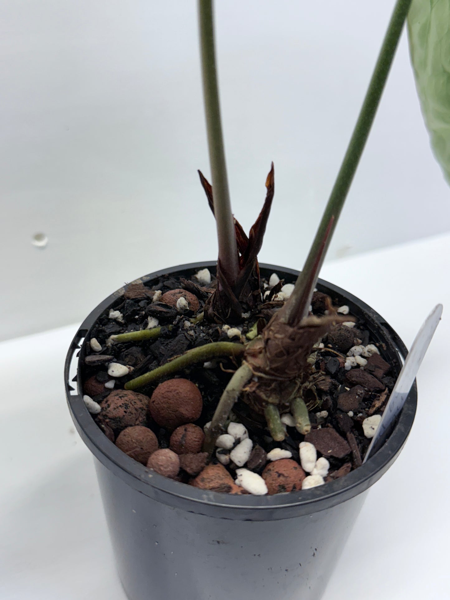 Anthurium Forgetii Long Dark Form Hybrid - Rarely Offered P80
