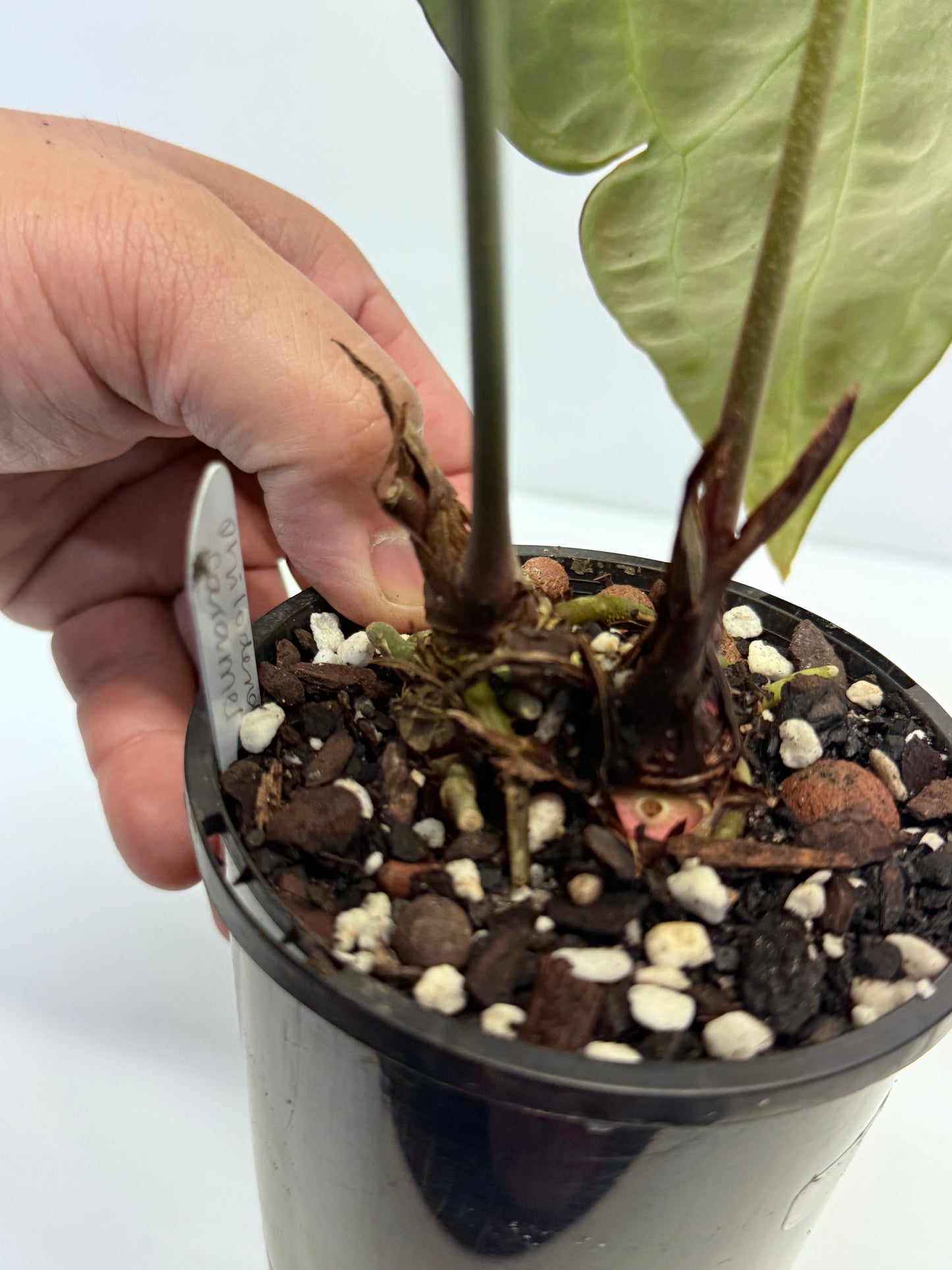 Anthurium Forgetii Long Dark Form Hybrid - Rarely Offered P80