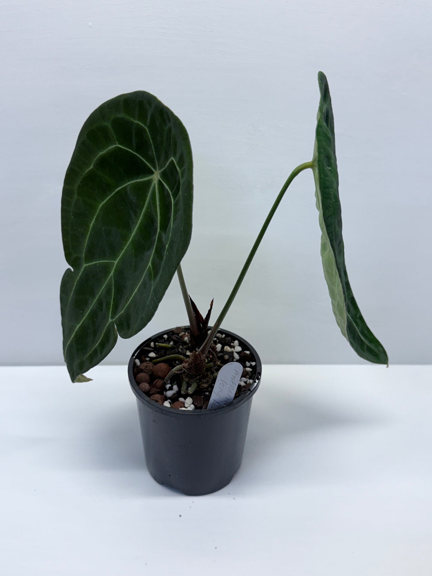 Anthurium Forgetii Long Dark Form Hybrid - Rarely Offered P80
