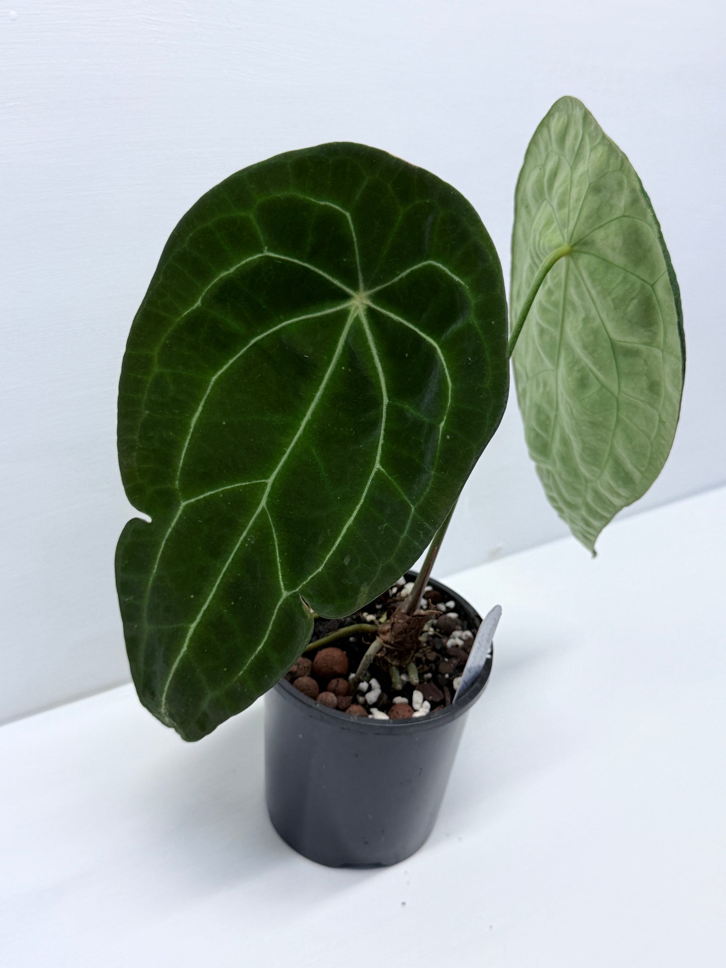 Anthurium Forgetii Long Dark Form Hybrid - Rarely Offered P80