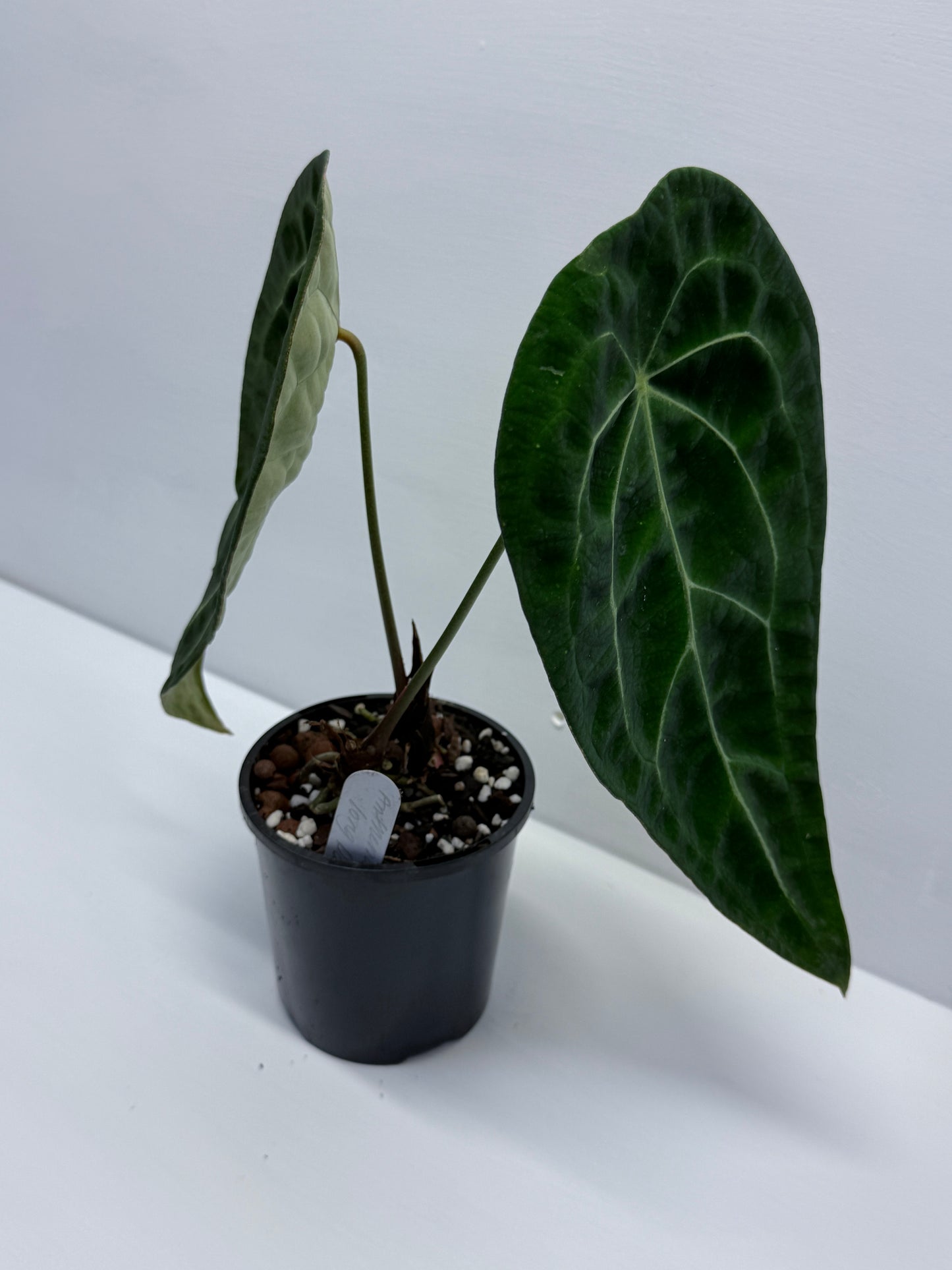 Anthurium Forgetii Long Dark Form Hybrid - Rarely Offered P80