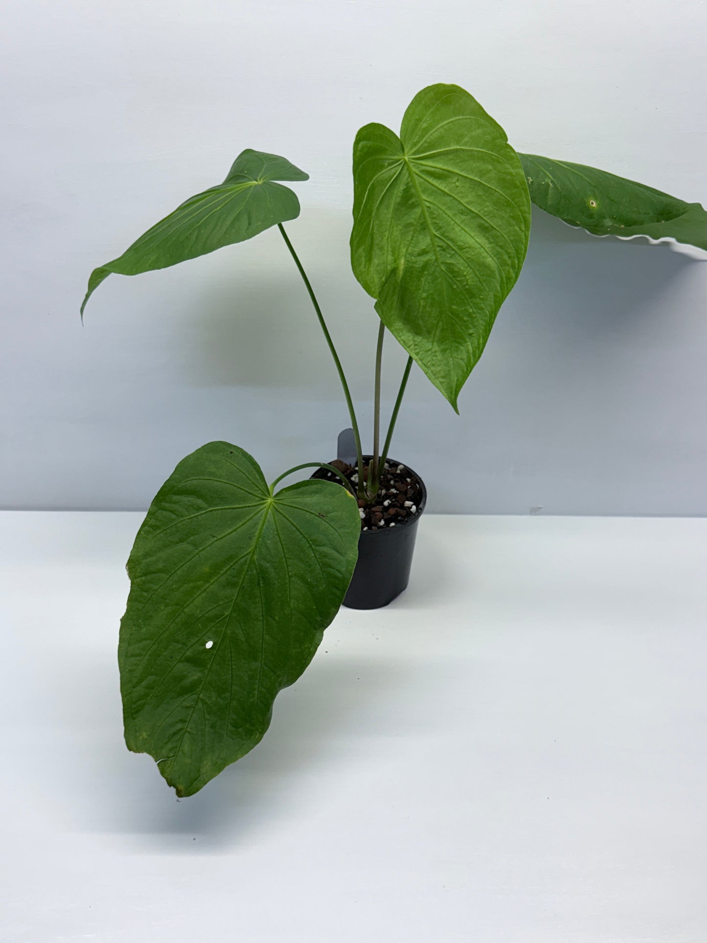 Anthurium Schottianum Large - Rarely Offered P81