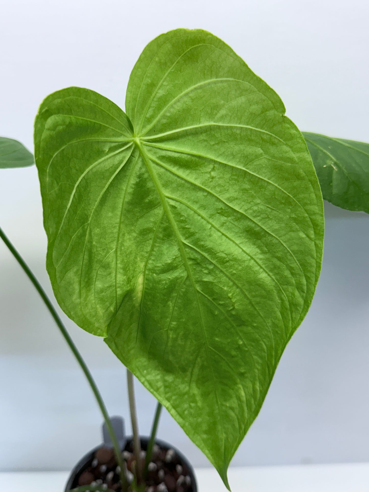 Anthurium Schottianum Large - Rarely Offered P81