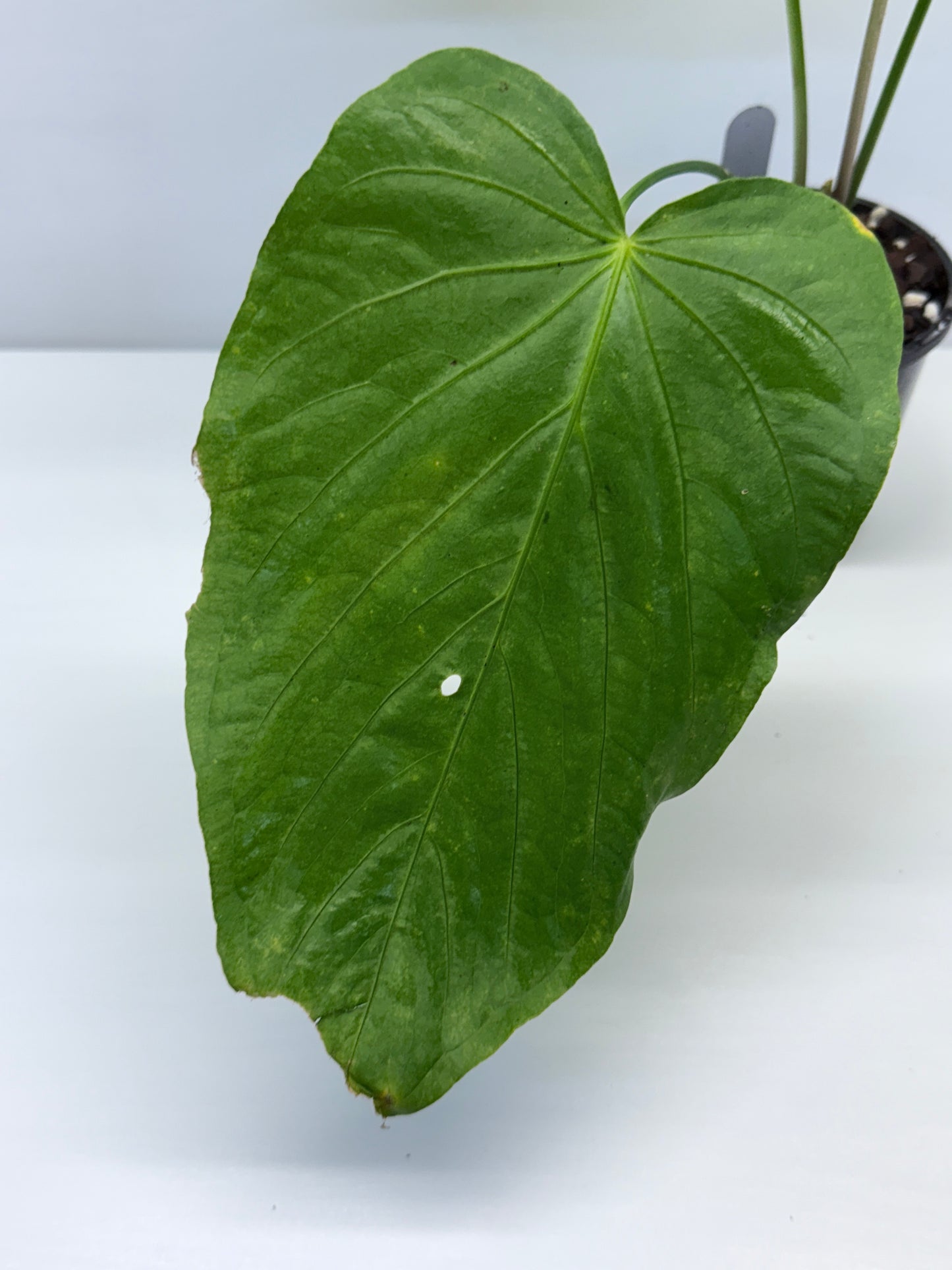 Anthurium Schottianum Large - Rarely Offered P81