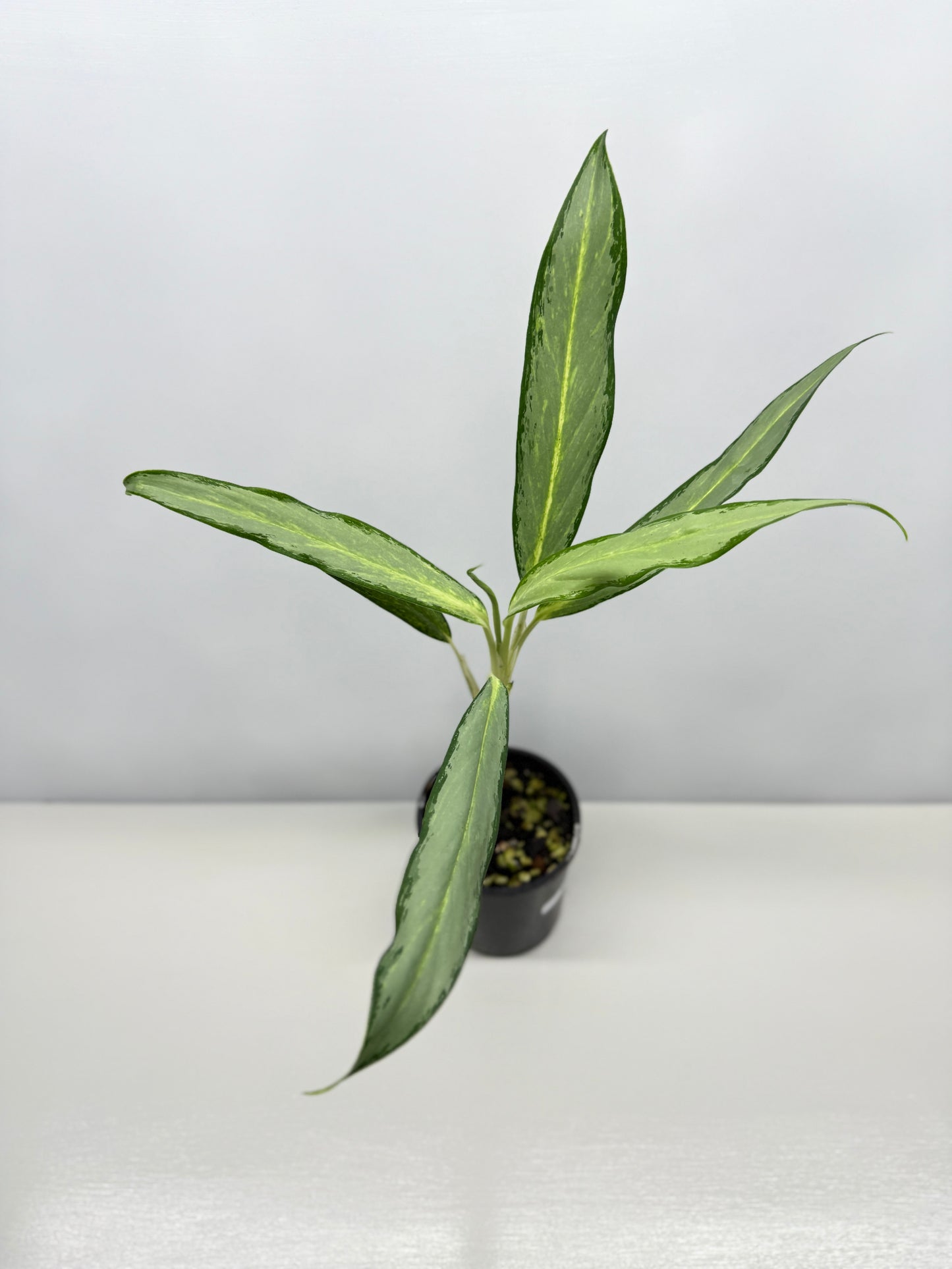 Aglaonema White Lance Y12