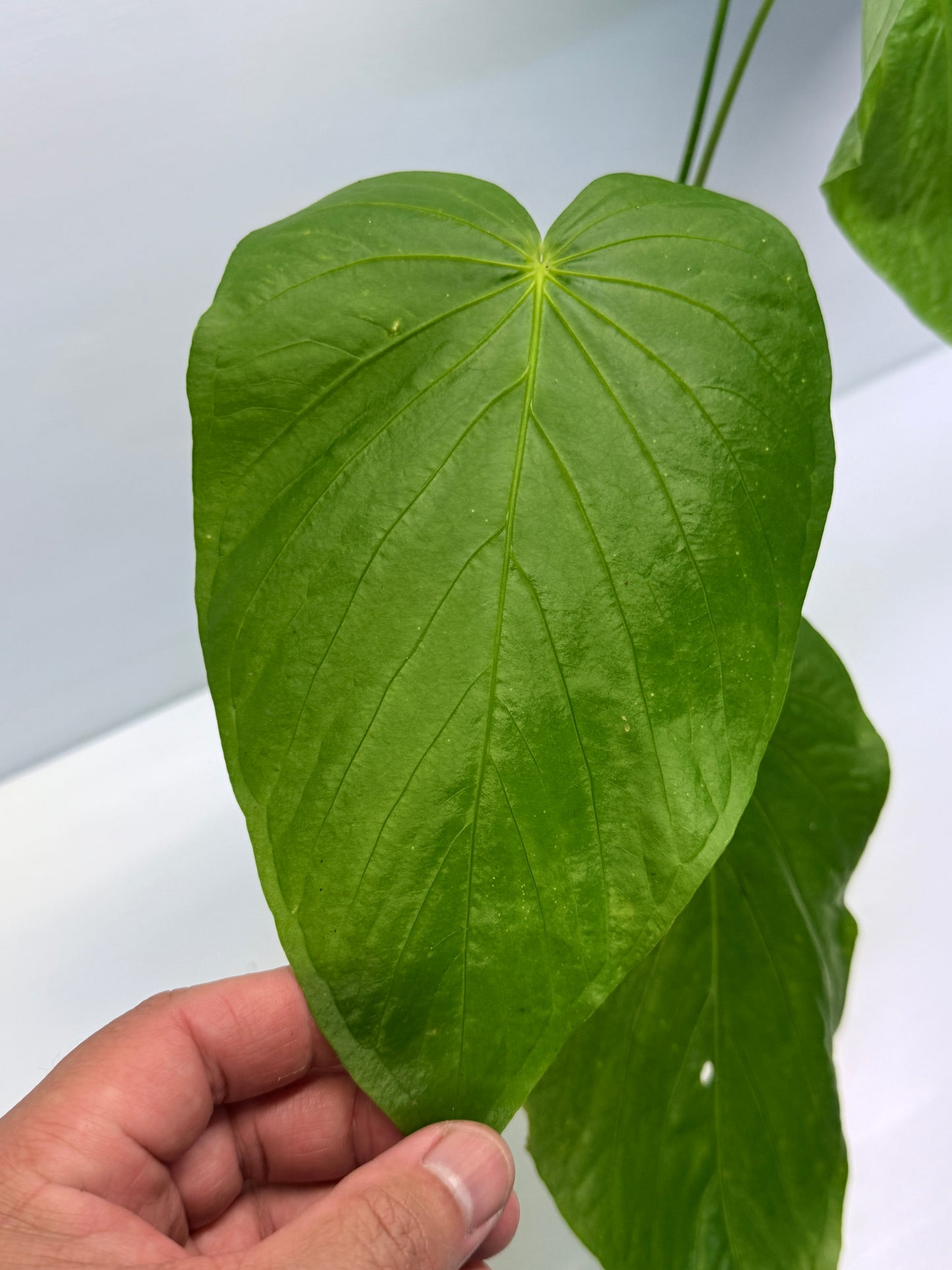 Anthurium Schottianum Large - Rarely Offered P81
