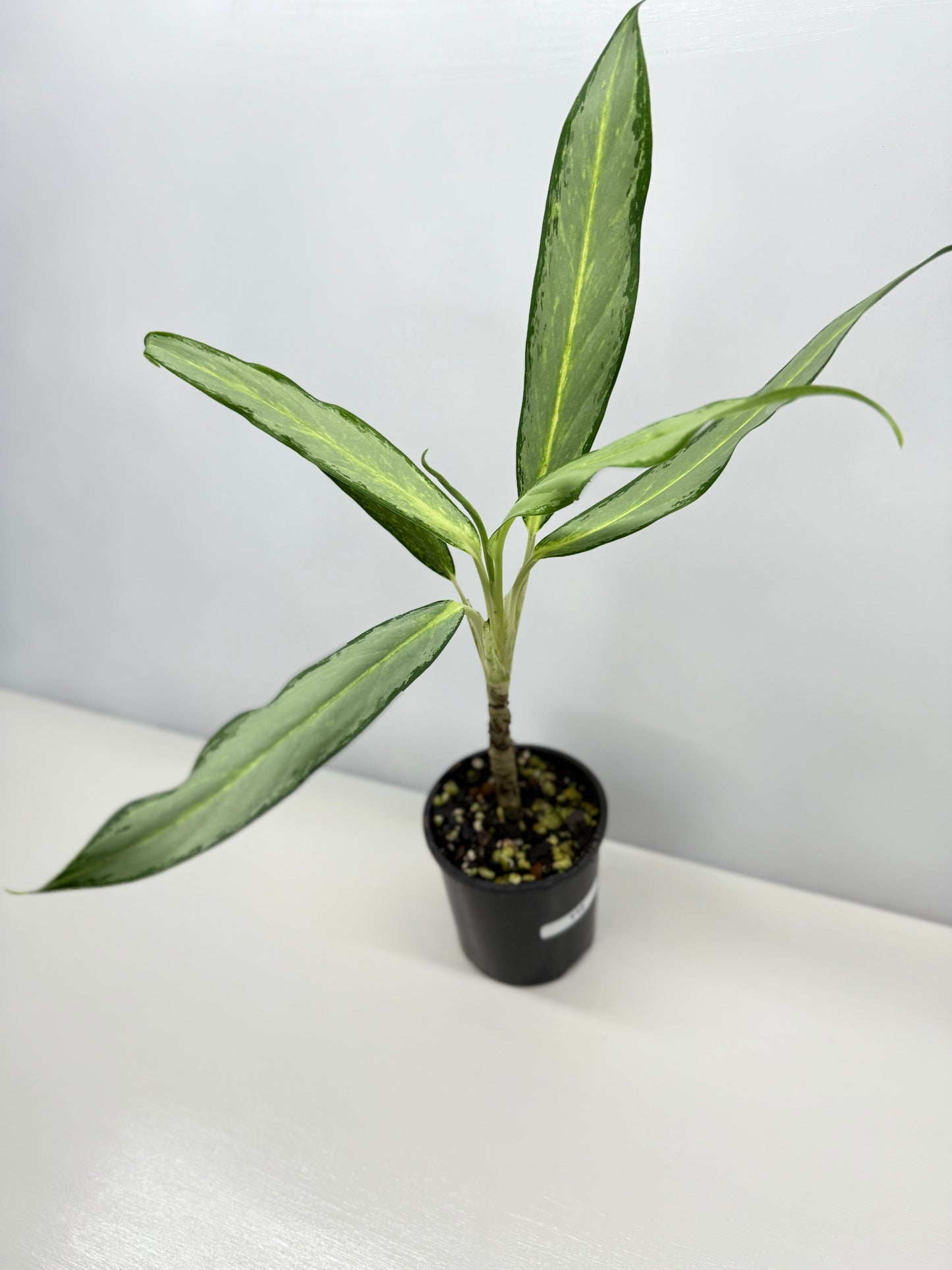 Aglaonema White Lance Y12