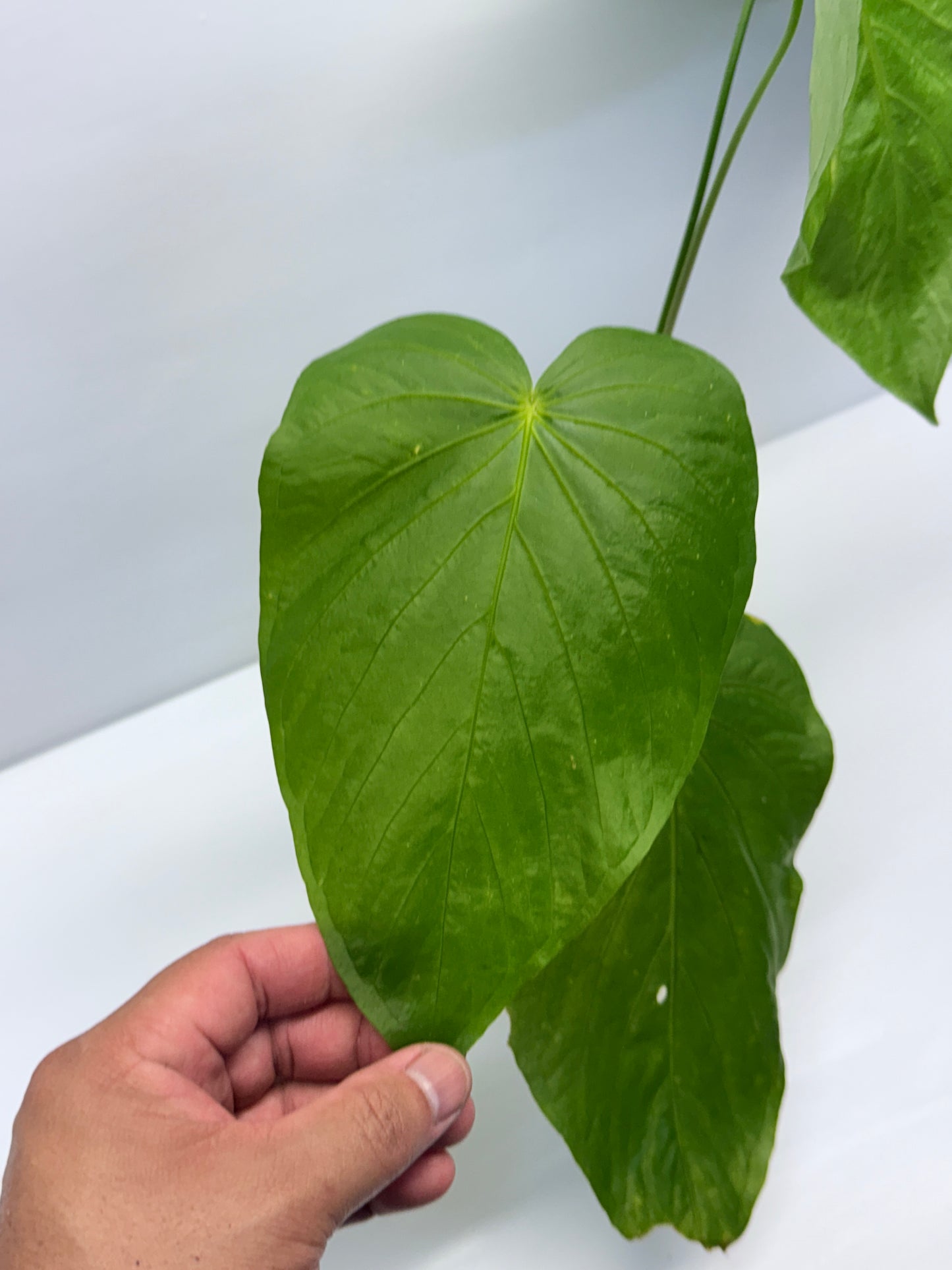 Anthurium Schottianum Large - Rarely Offered P81