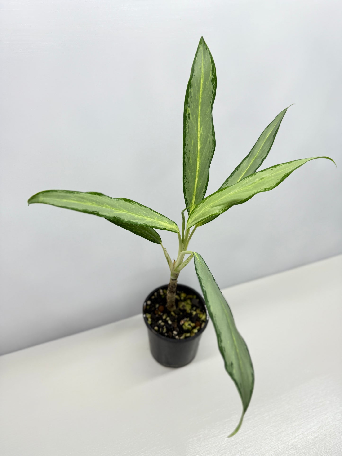 Aglaonema White Lance Y12