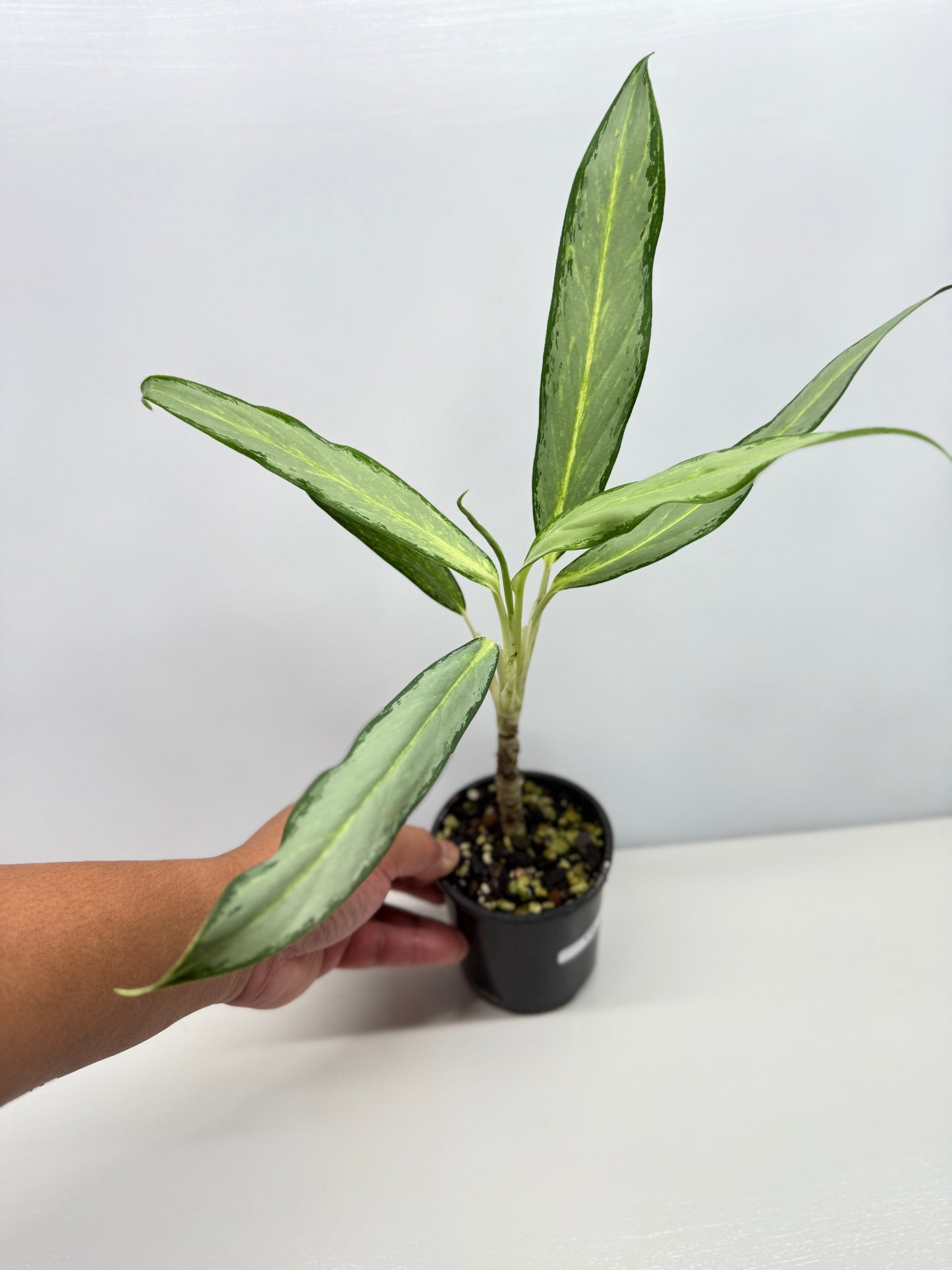 Aglaonema White Lance Y12