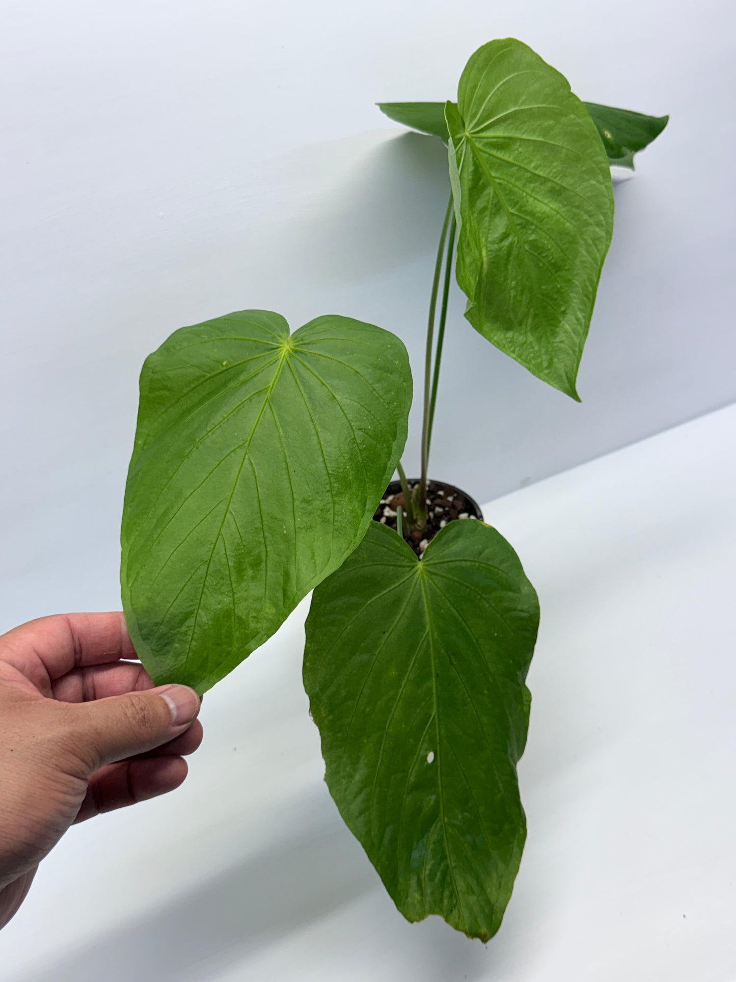 Anthurium Schottianum Large - Rarely Offered P81